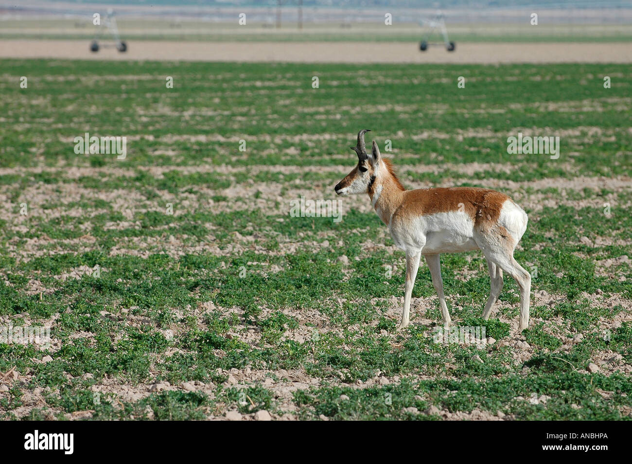 Pronghorn Antelope male in a rancher s field with irrigation sprinklers