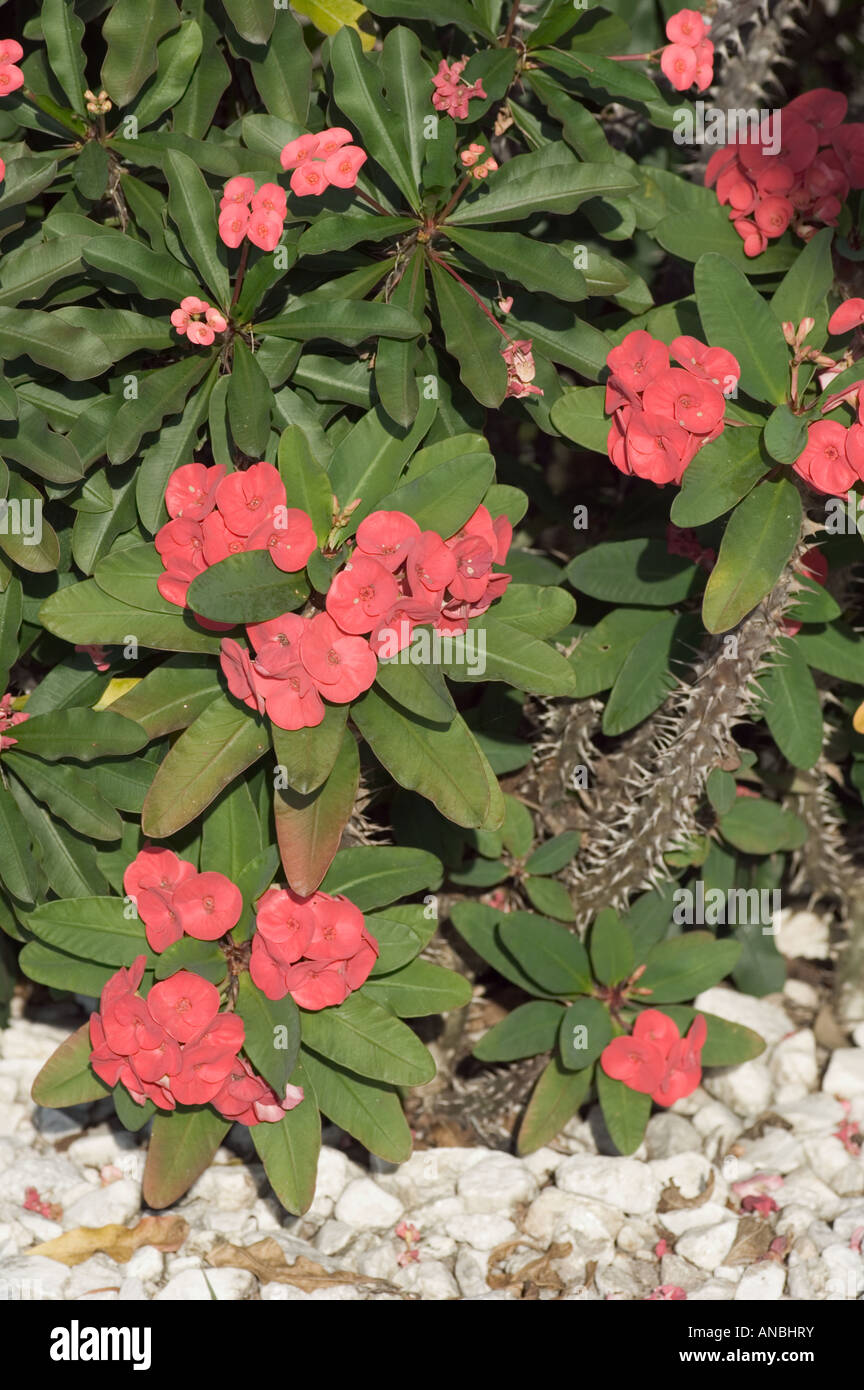 Crown Of Thorns High Resolution Stock Photography and Images - Alamy