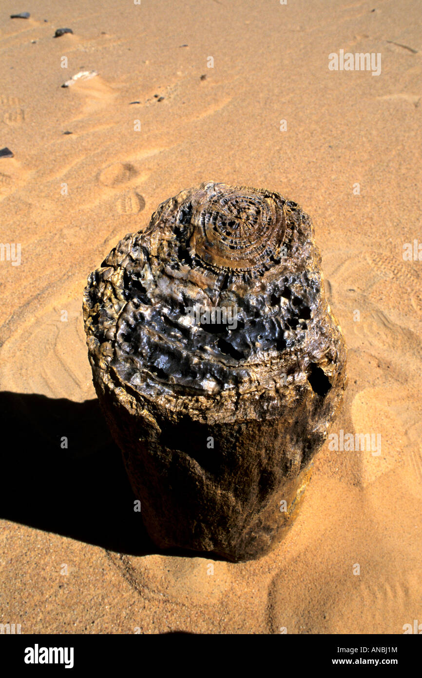 A fossil in a petrified tree stump in the western desert Stock Photo