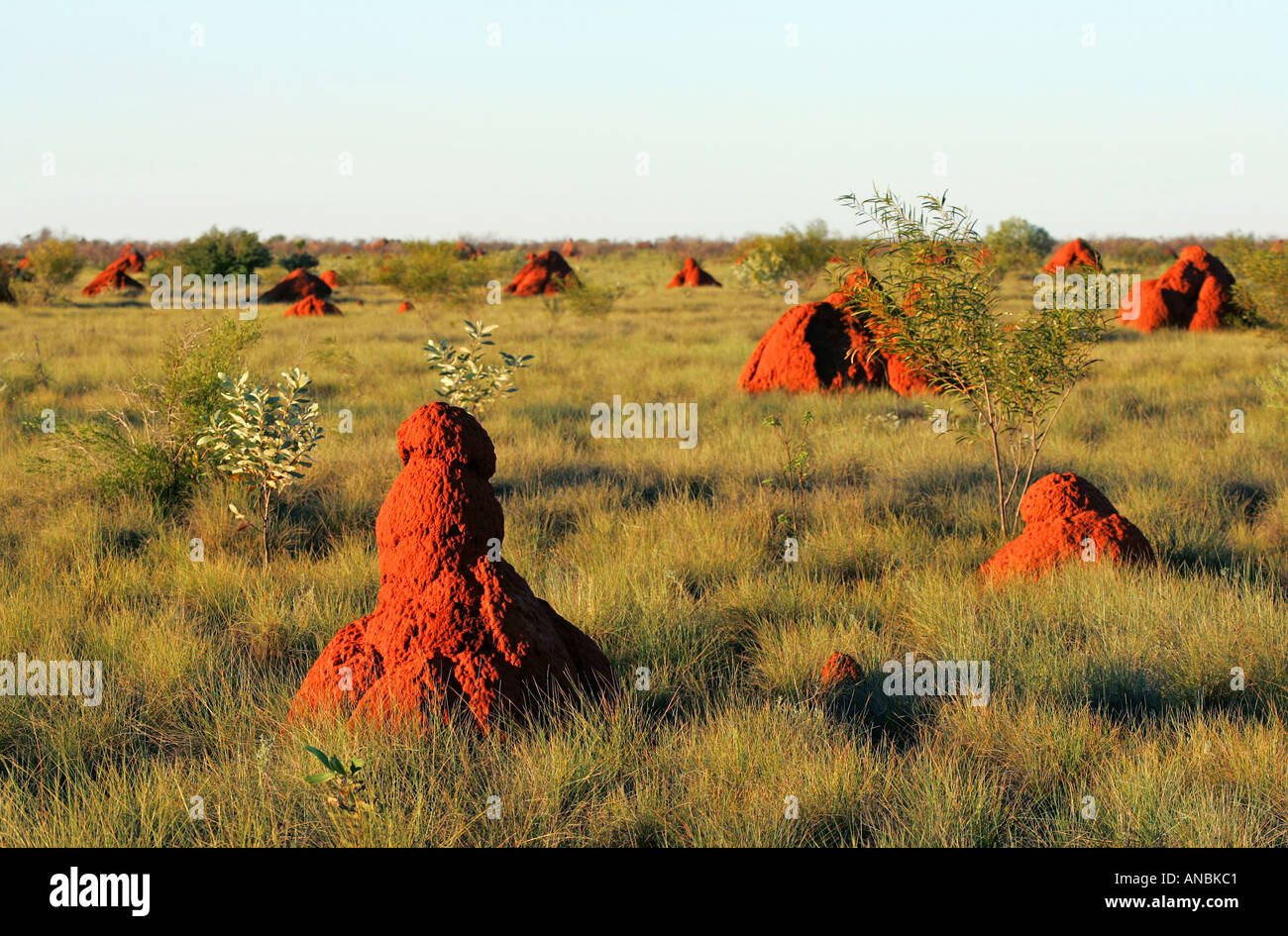 Termite Mounds Northern Territories Stock Photo
