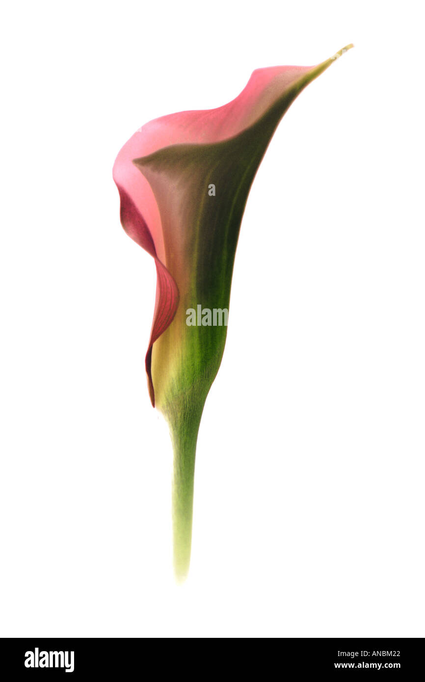 Lily richards hi-res stock photography and images - Alamy