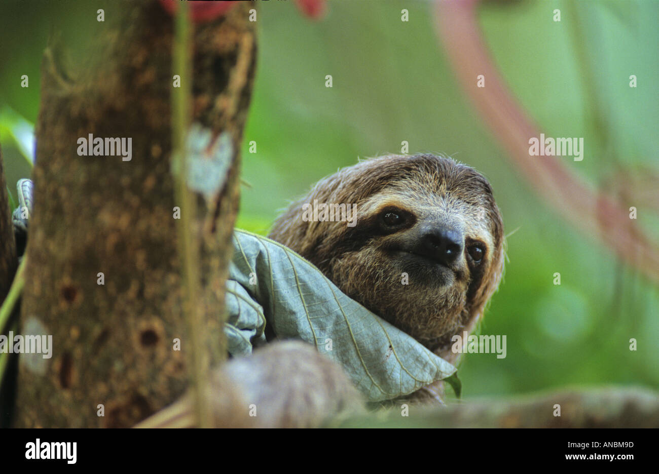Maned Three-toed Sloth on tree / Bradypus tridactylus Stock Photo