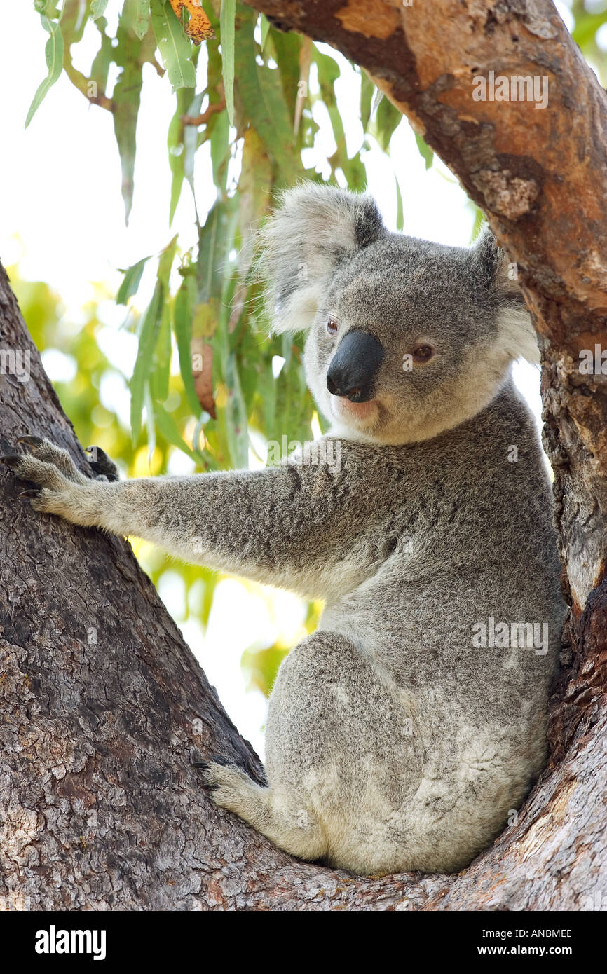 Koala - sitzend im Baum / Phascolarctos cinereus Stock Photo