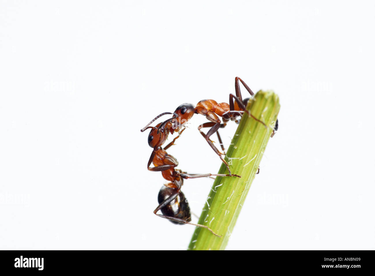 Southern Wood Ant, Horse Ant (Formica rufa). Two workers on a stem