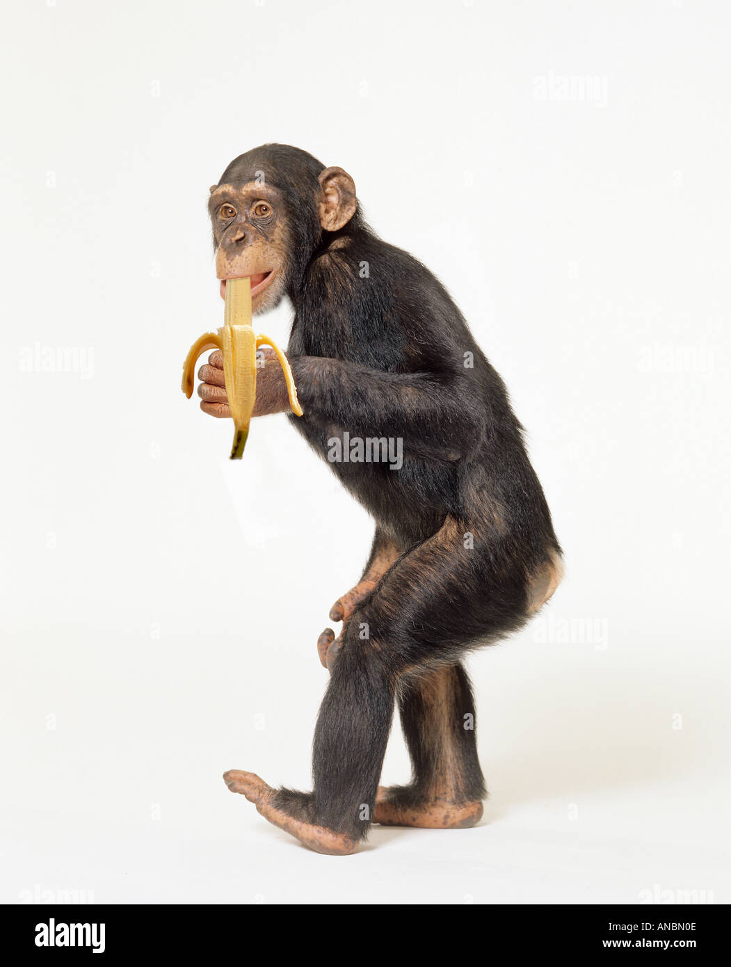 Eastern Chimpanzee (Pan troglodytes). Young eating a banana