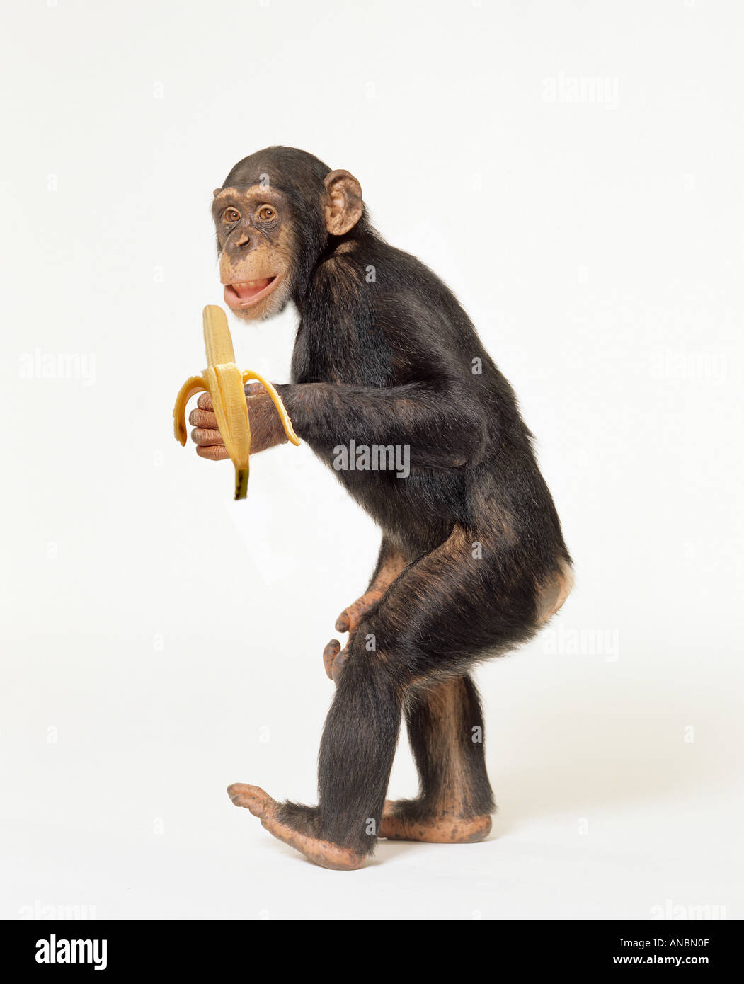 Chimpanzees Eating Bananas
