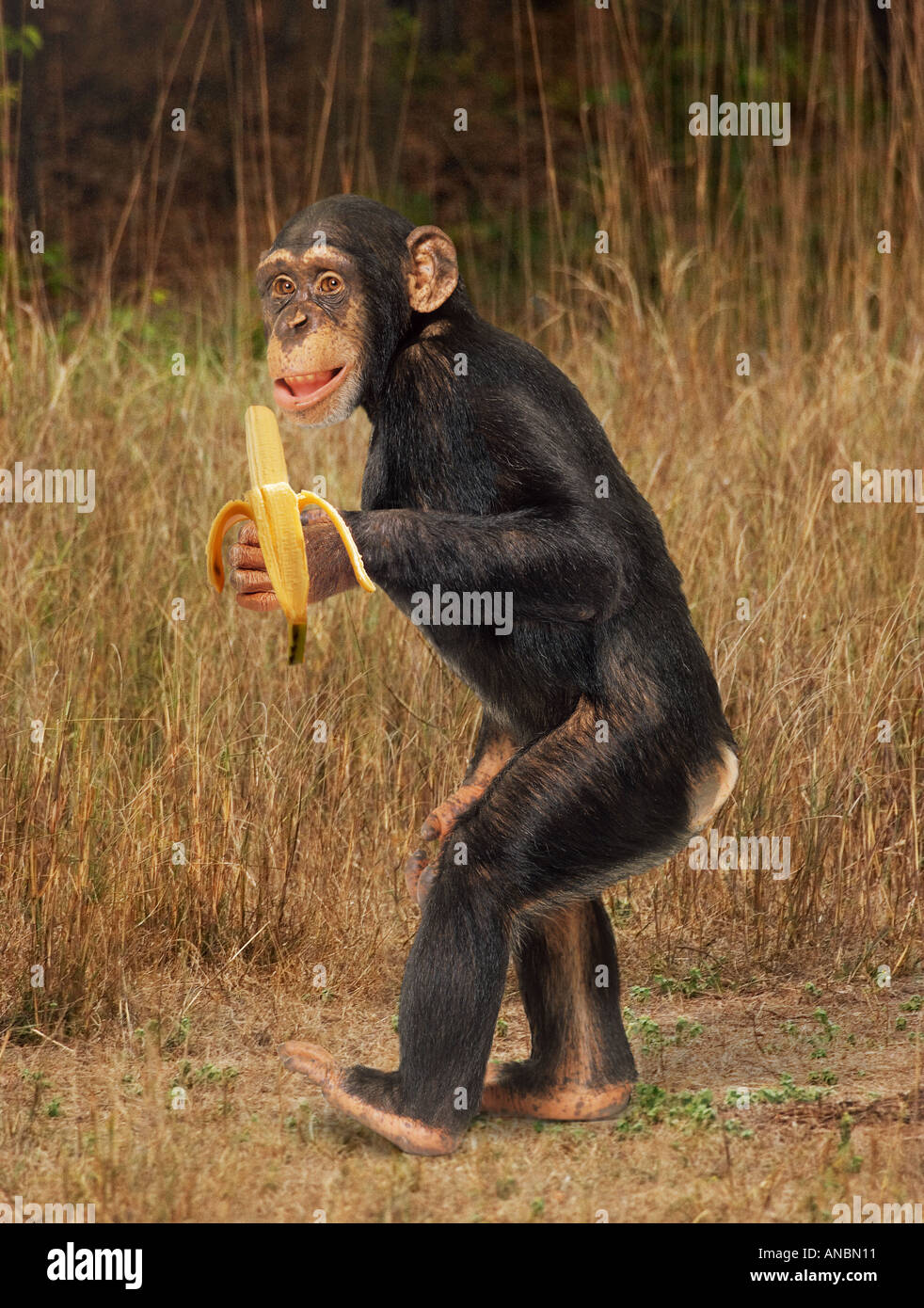 Chimpanzee eating banana hi-res stock photography and images - Alamy