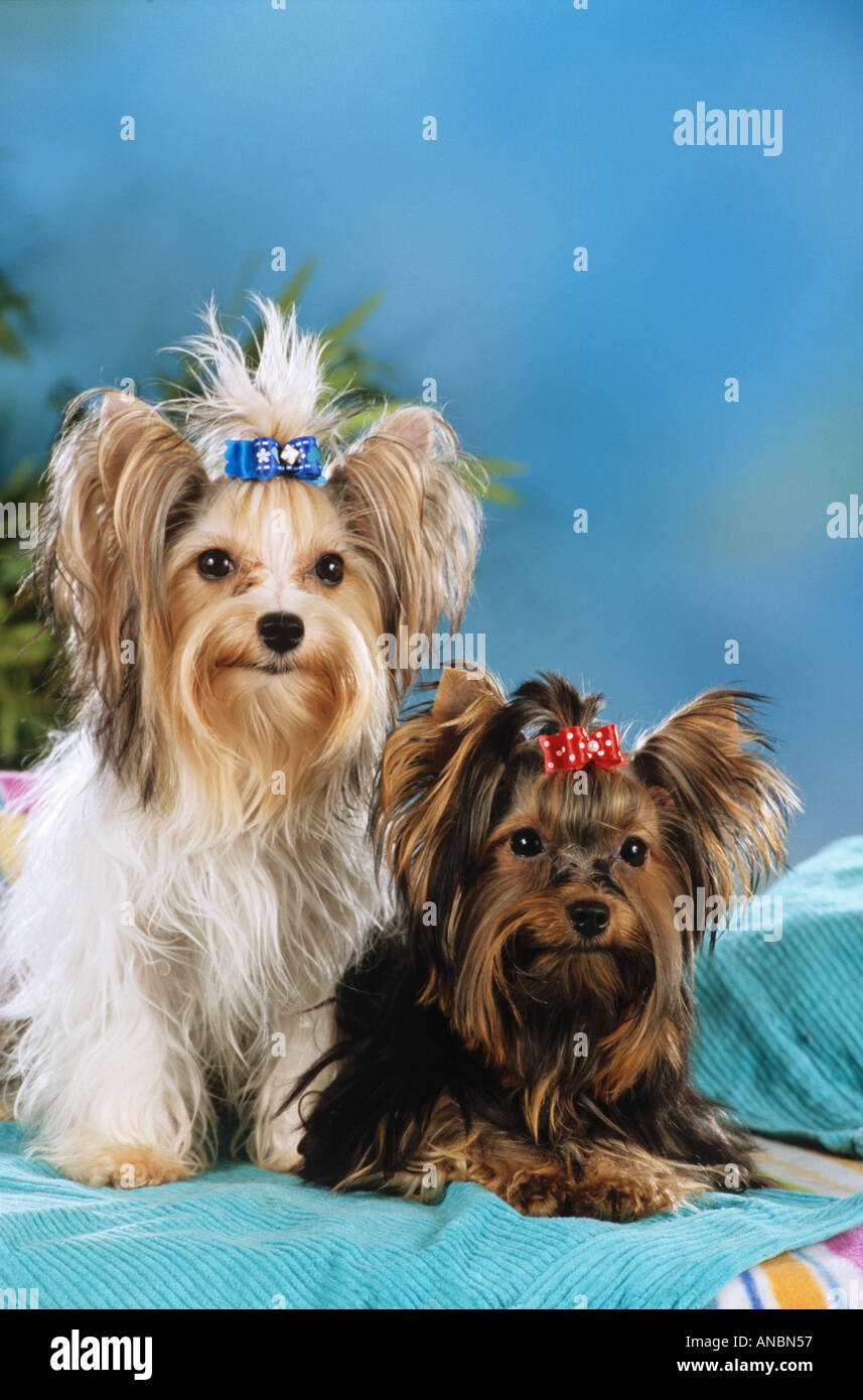 two Yorkshire Terrier dogs with hairbow Stock Photo