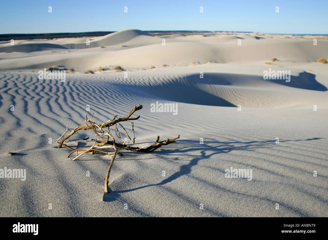 Sand dunes close to Eucla Stock Photo
