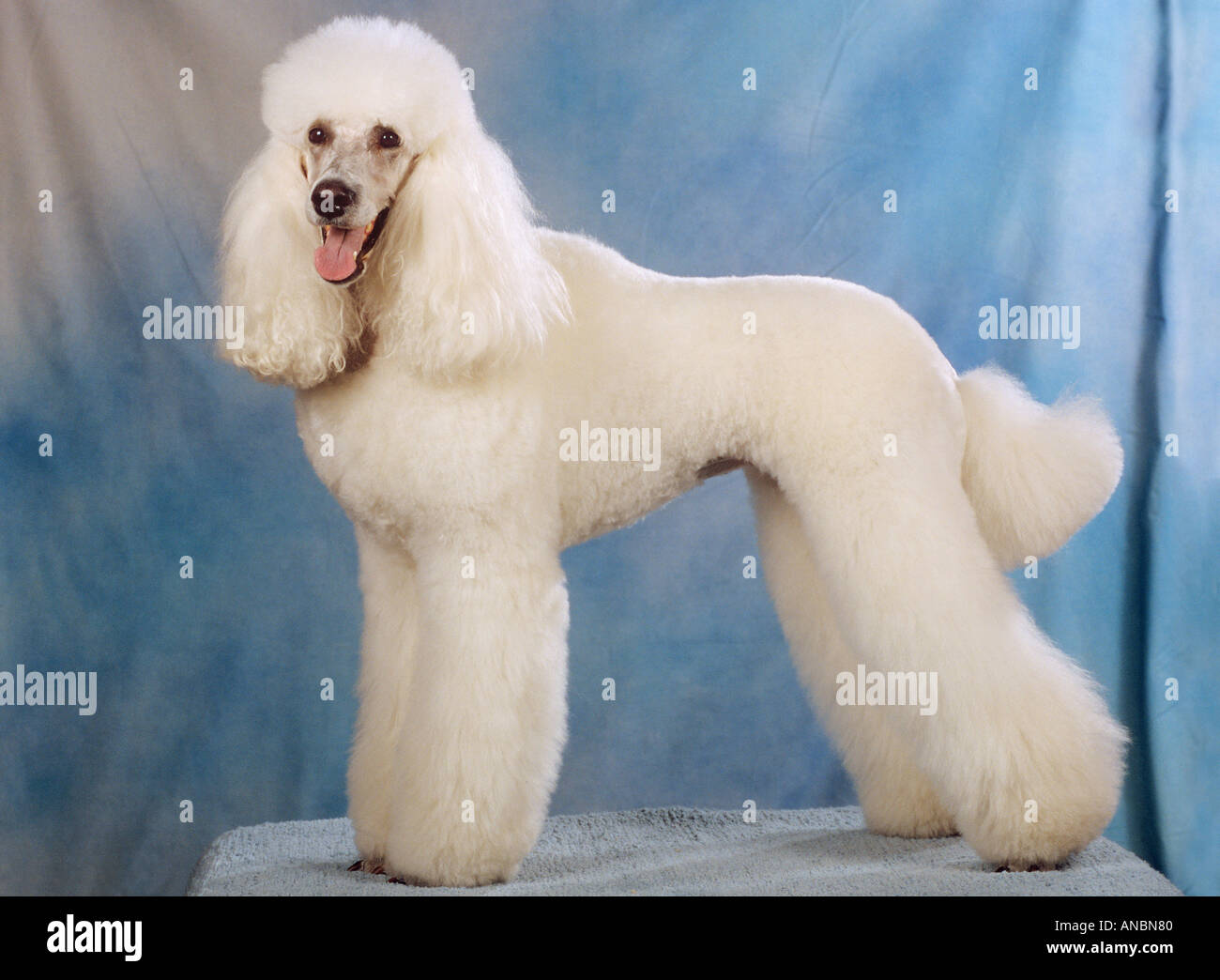 large white poodle