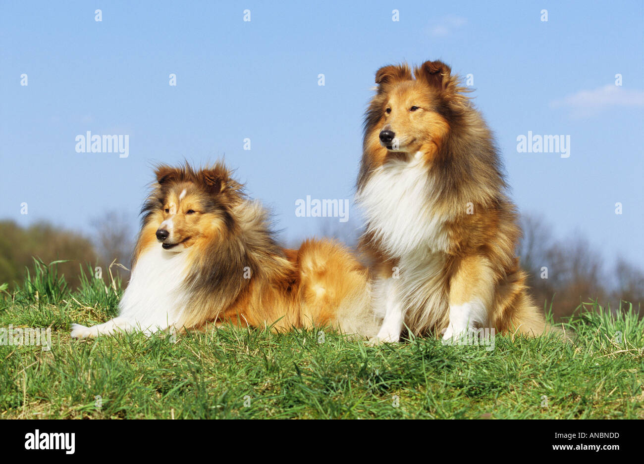 two Sheltie dogs - on meadow Stock Photo