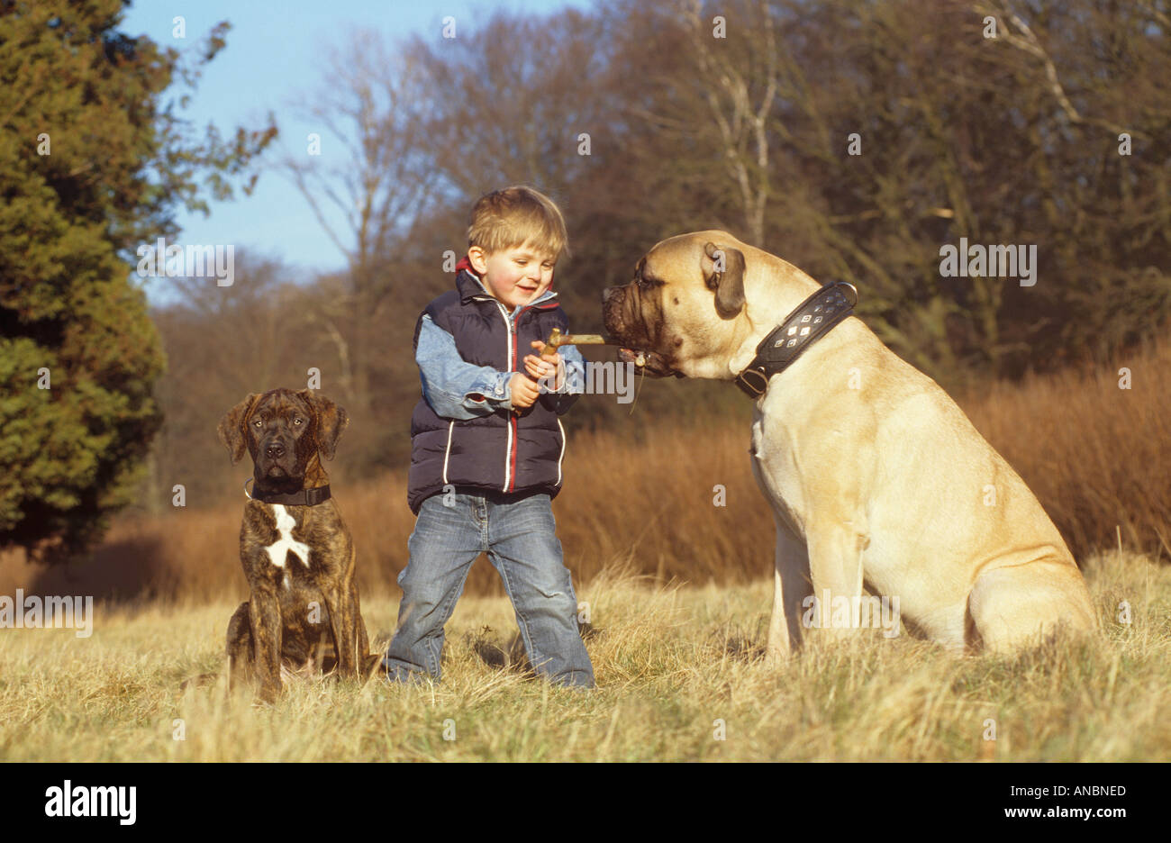 Child playing with Bullmastiff dog and Dogo Canario dog puppy Stock Photo
