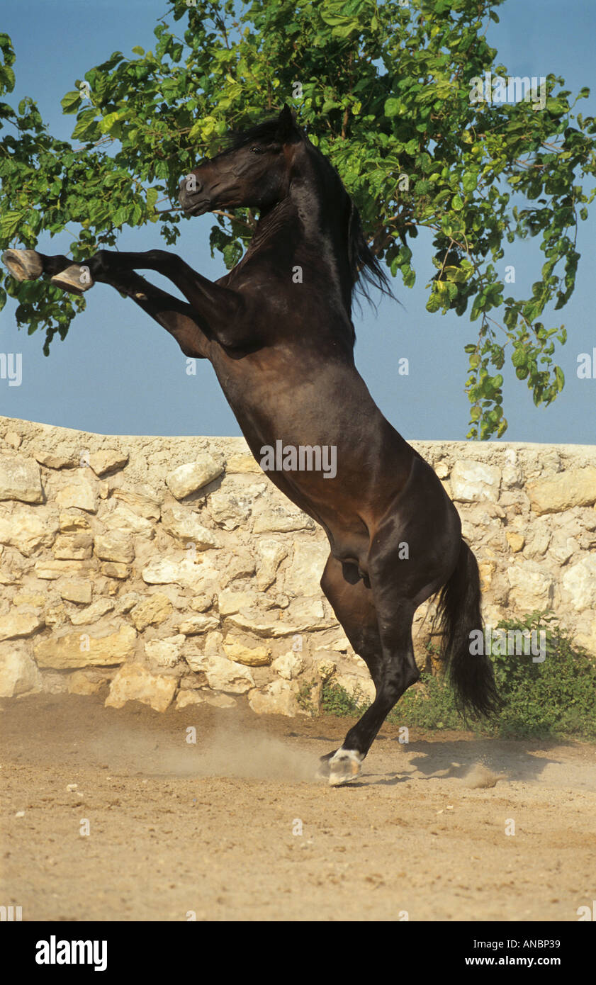 Menorquin horse rearing Stock Photo Alamy