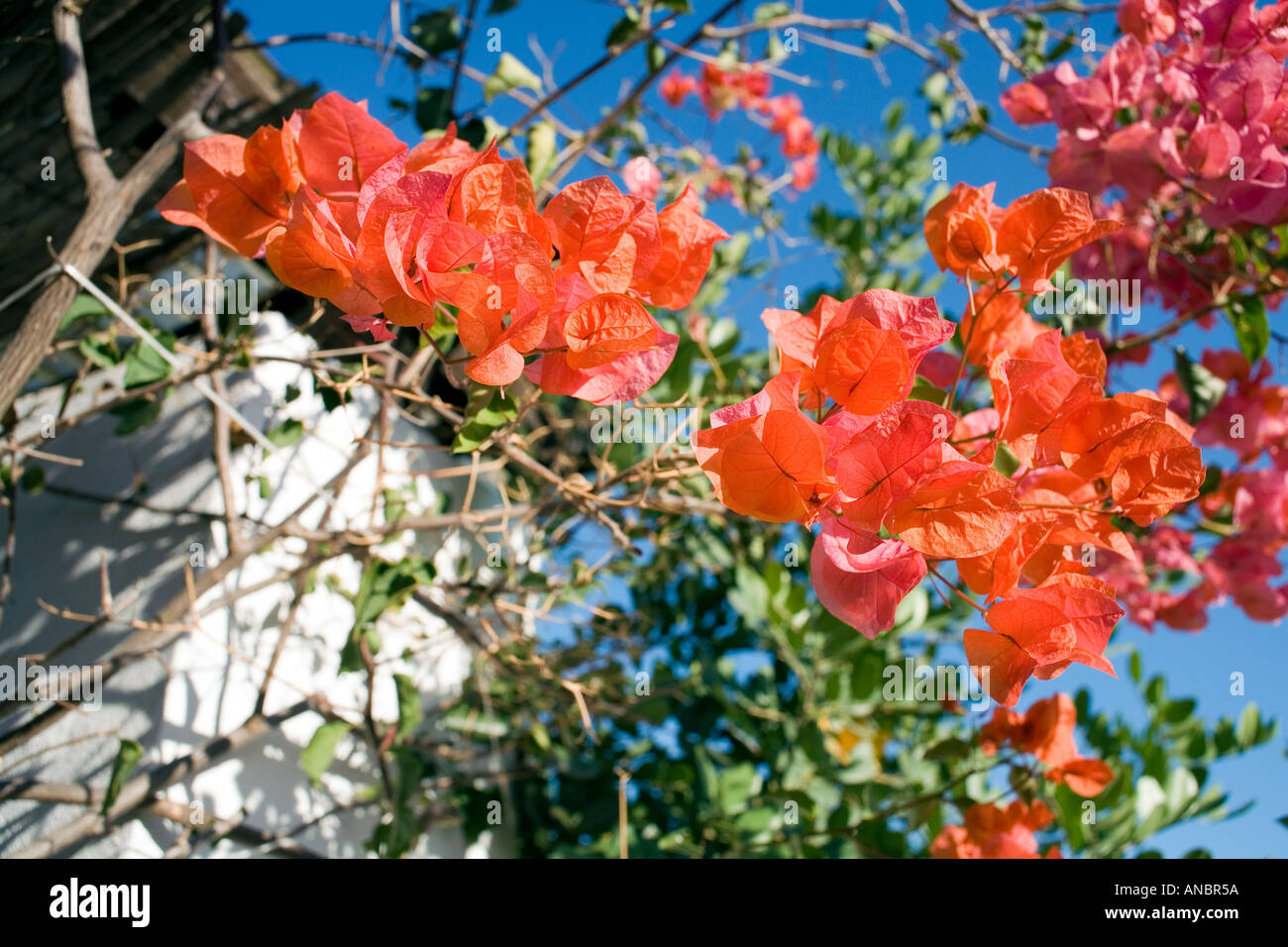 Bougainvillea growing in a Spanish garden, bougainvillea bougainvilla