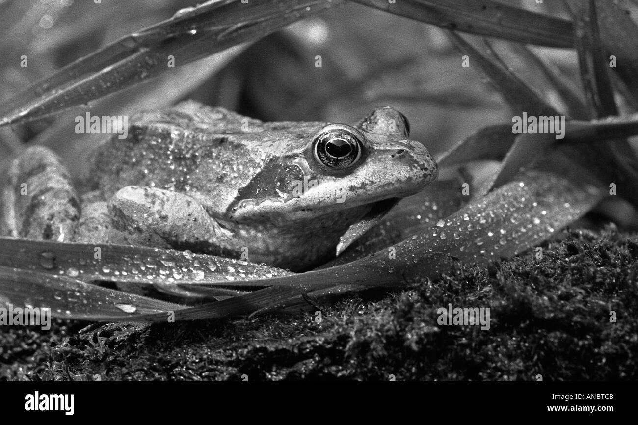 Close shot of face and head of common frog Stock Photo