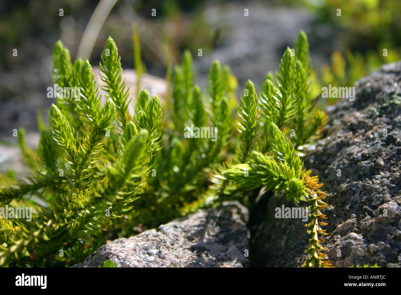 club moss download free club moss download free