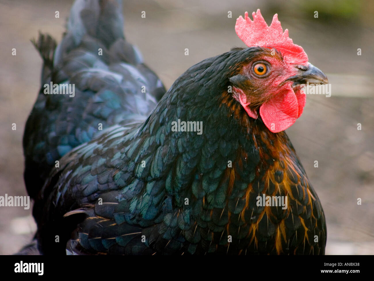 Black Chicken Stock Photo