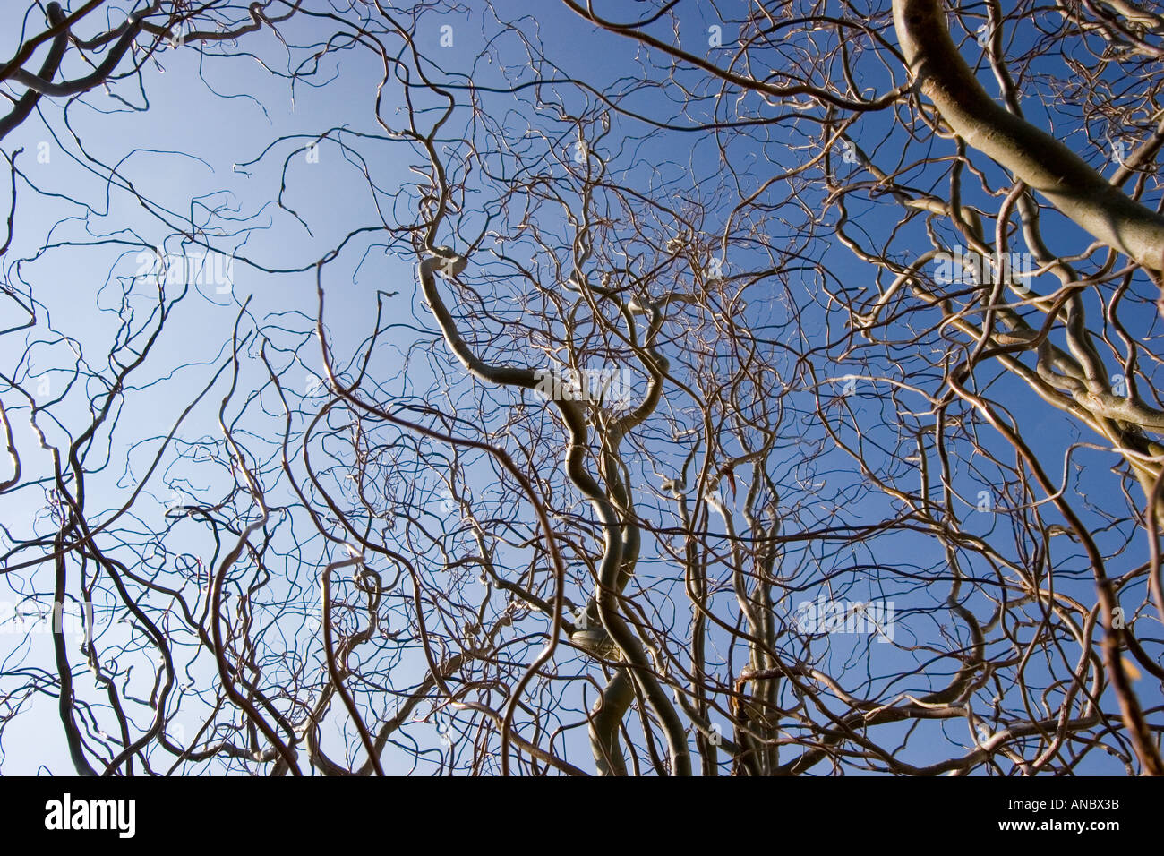Corkscrew Willow Stock Photo - Alamy