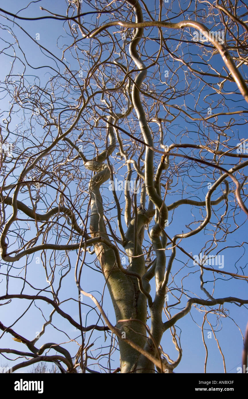 Corkscrew Willow Twisted Salix Matsudana High Resolution Stock