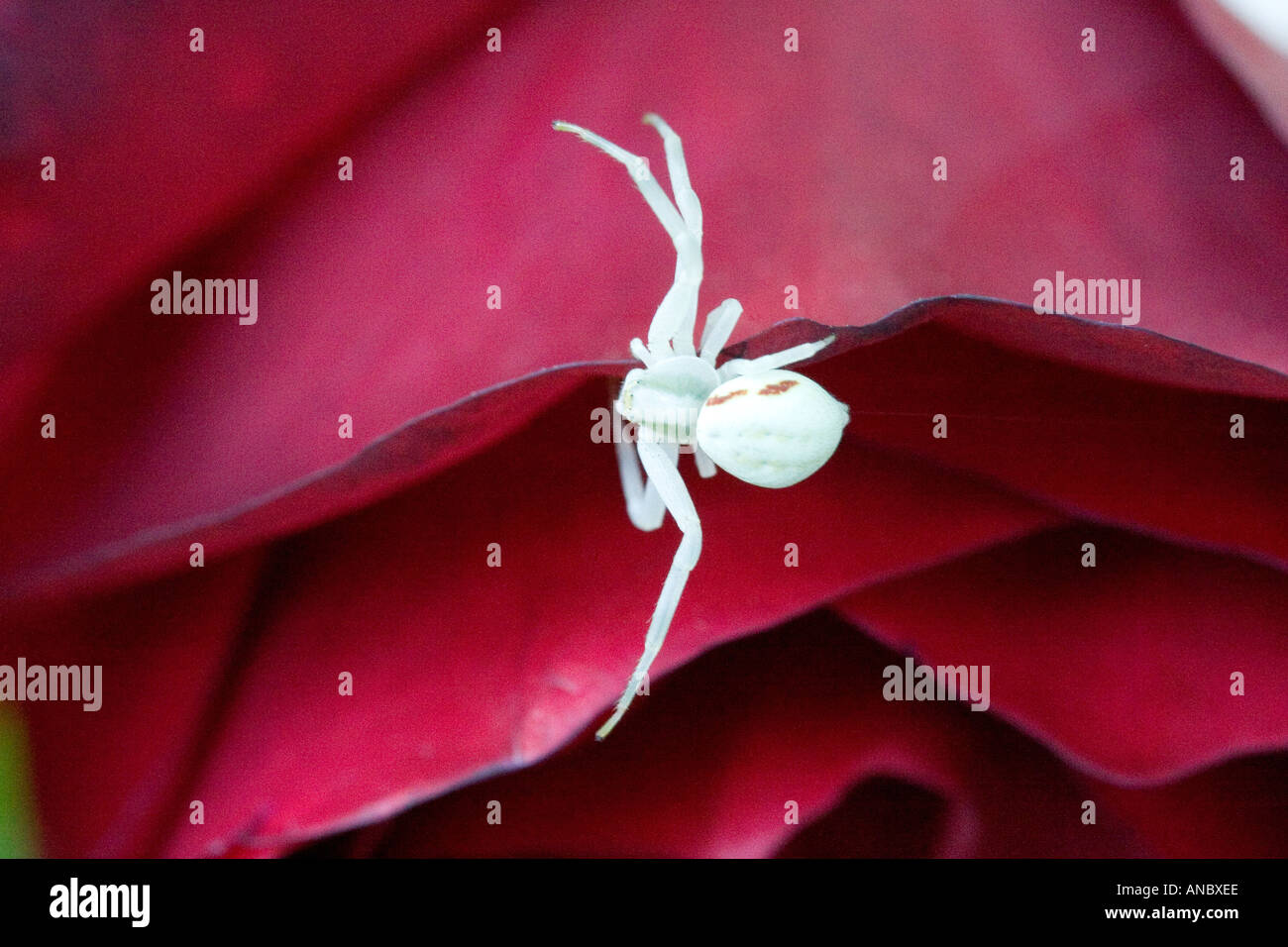 Ghost Spider on Red Rose Stock Photo