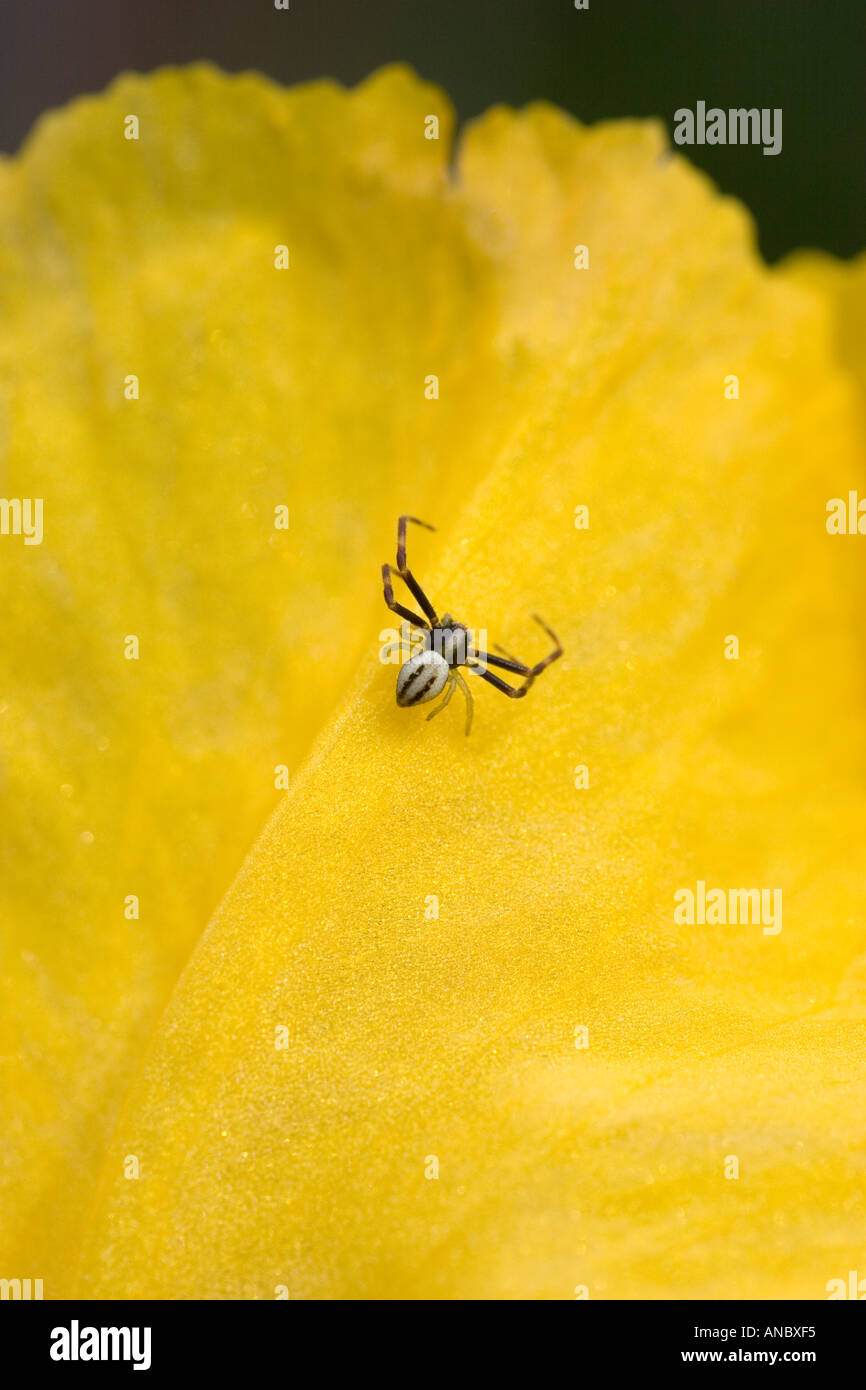 Spider on Yellow Flower Stock Photo