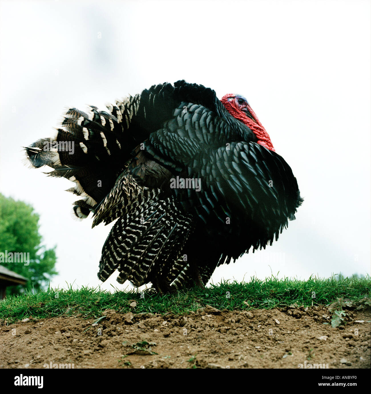 Turkey farm bird fat hi-res stock photography and images - Alamy