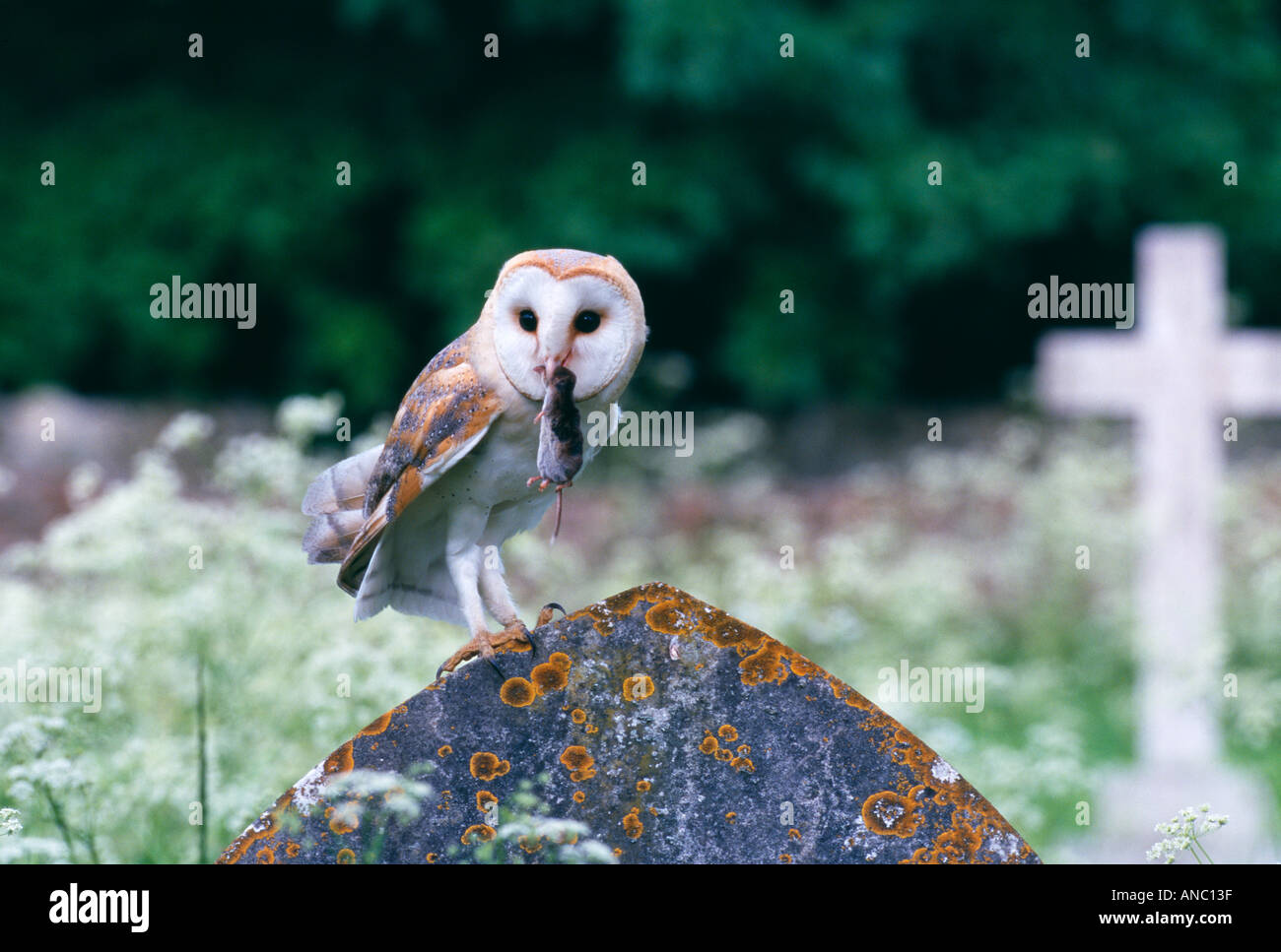 Barn Owl Tyto alba returning to nest in churchyard clutching prey shrew