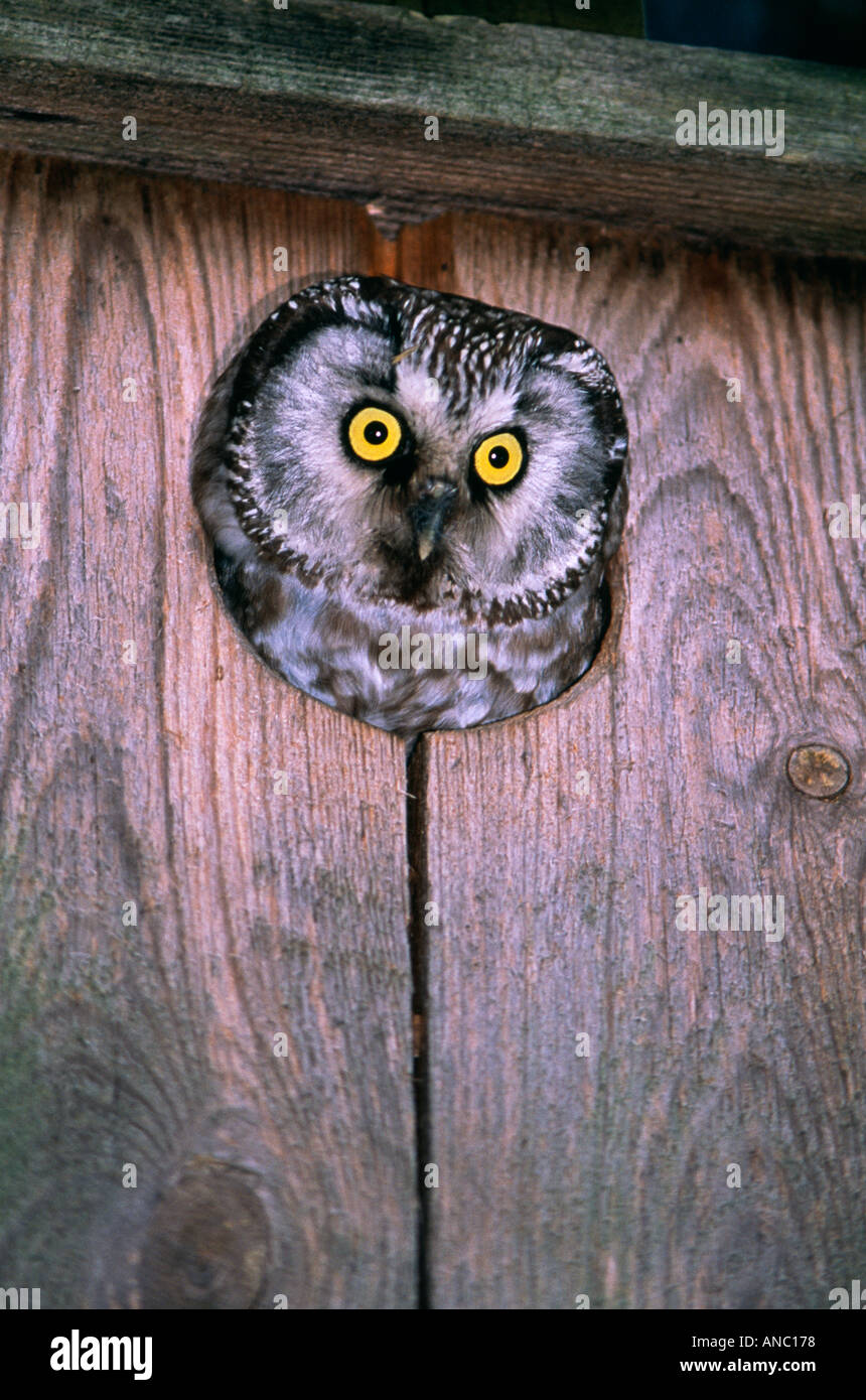 Tengmalm s Owl Aegolius funereus adult peering from nest box Finland May Stock Photo