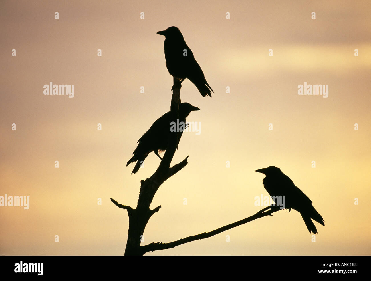 Carrion Crows Corvus corone perched in dead tree at dawn Richmond Park UK Stock Photo