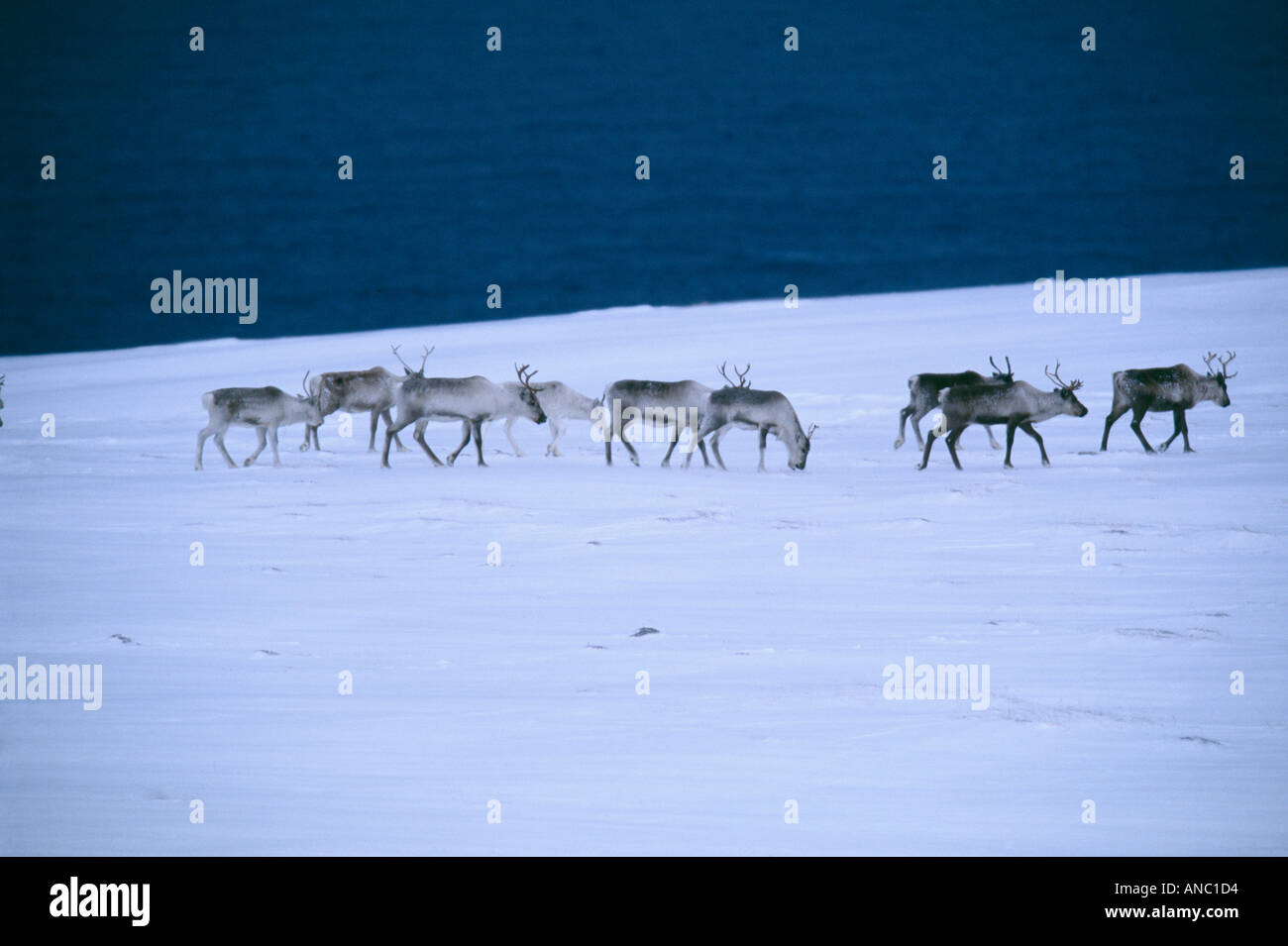 Reindeer Rangifer tarandius crossing snow covered fells Lapland winter Stock Photo