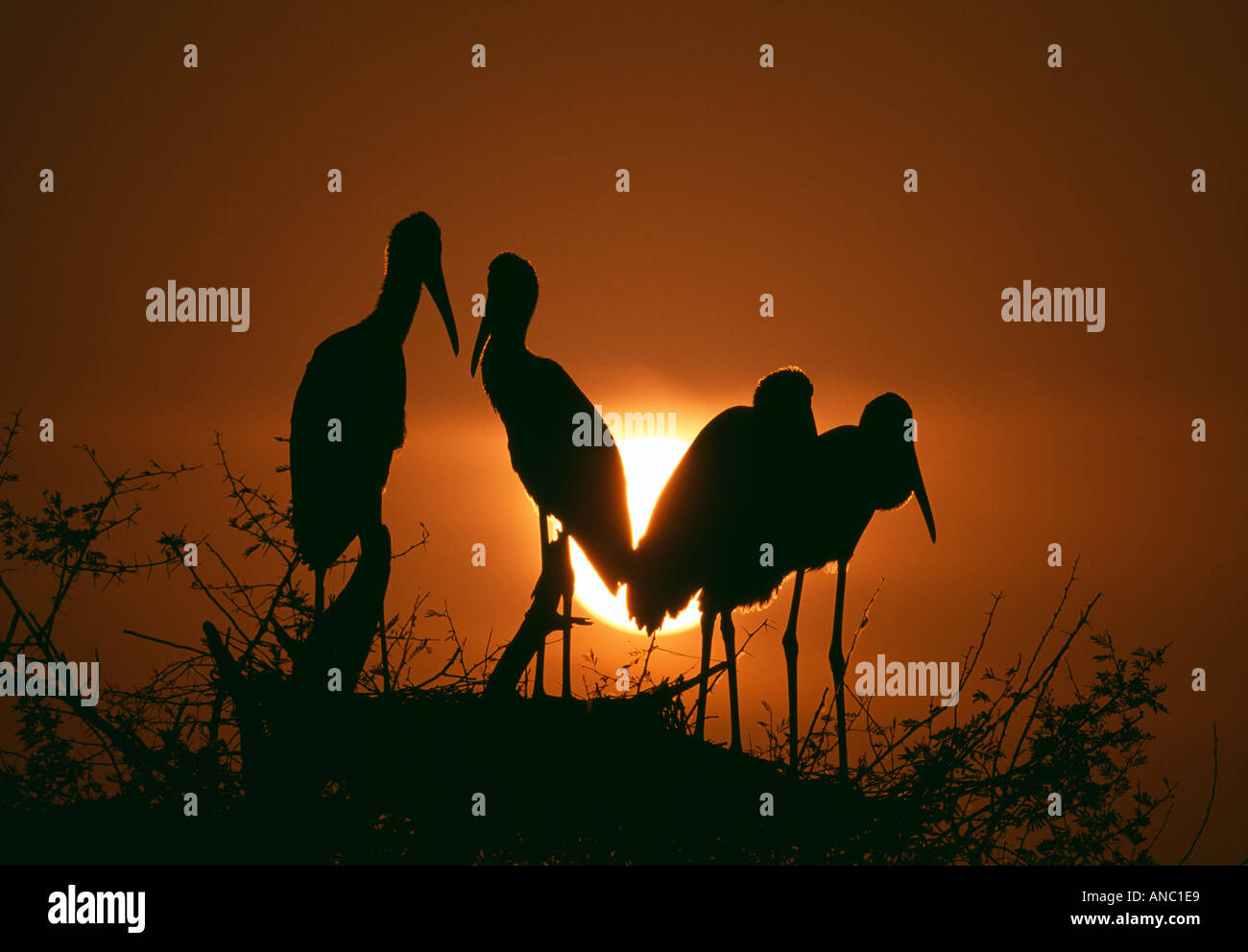 Painted Storks silhouetted at dusk against setting sun Bharatpur India Stock Photo