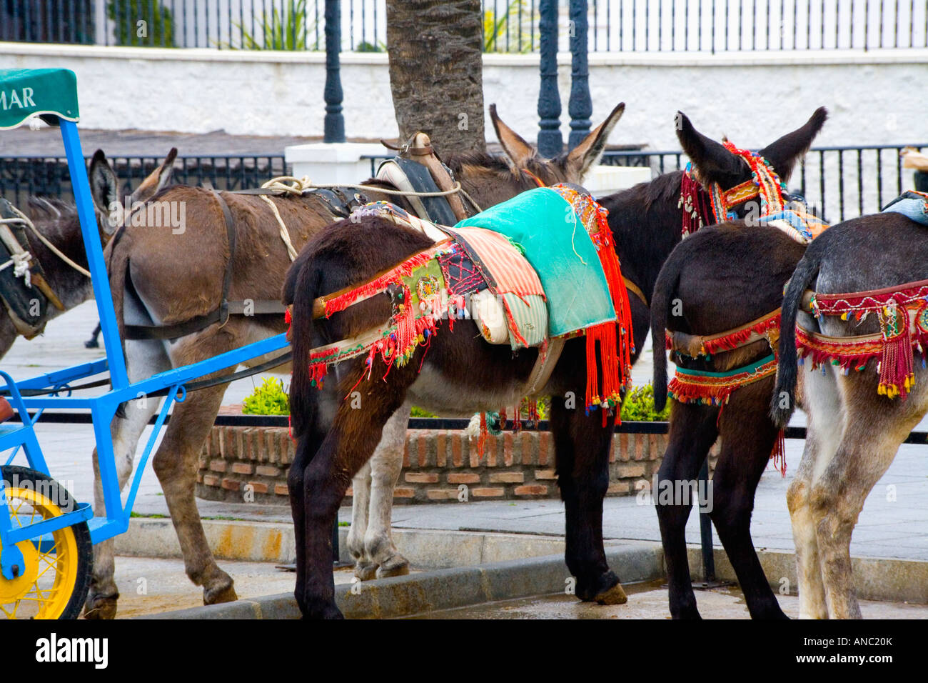 Spanish donkey hires stock photography and images Alamy