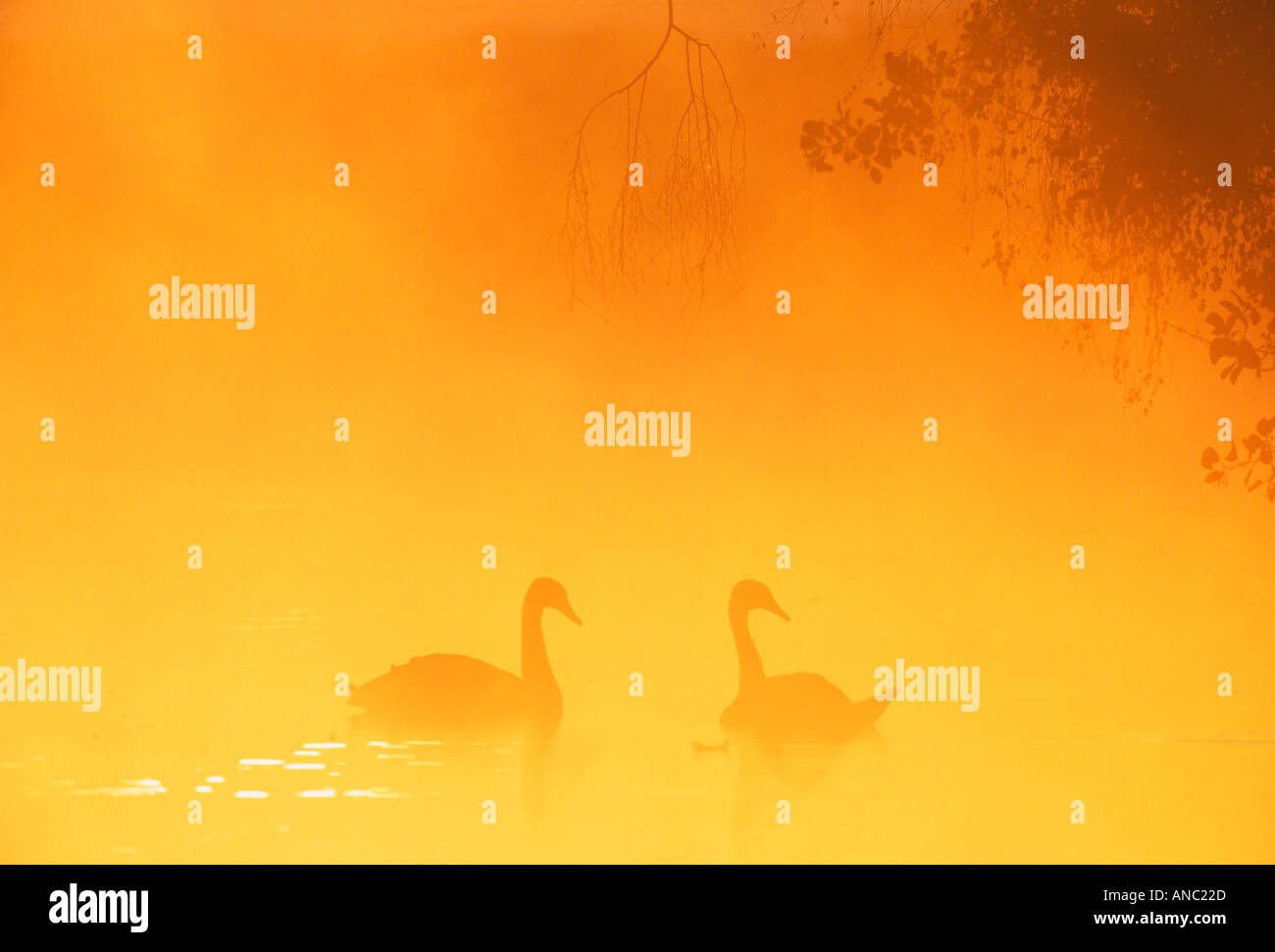 Mute Swan Cygnus olor pair at sunrise on lake in Richmond Park London Stock Photo