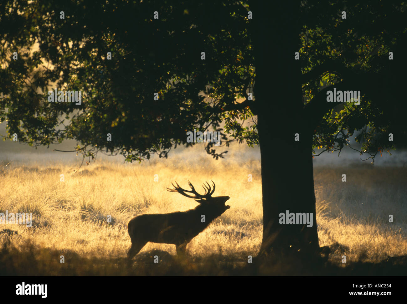 Territorial deer hi-res stock photography and images - Alamy