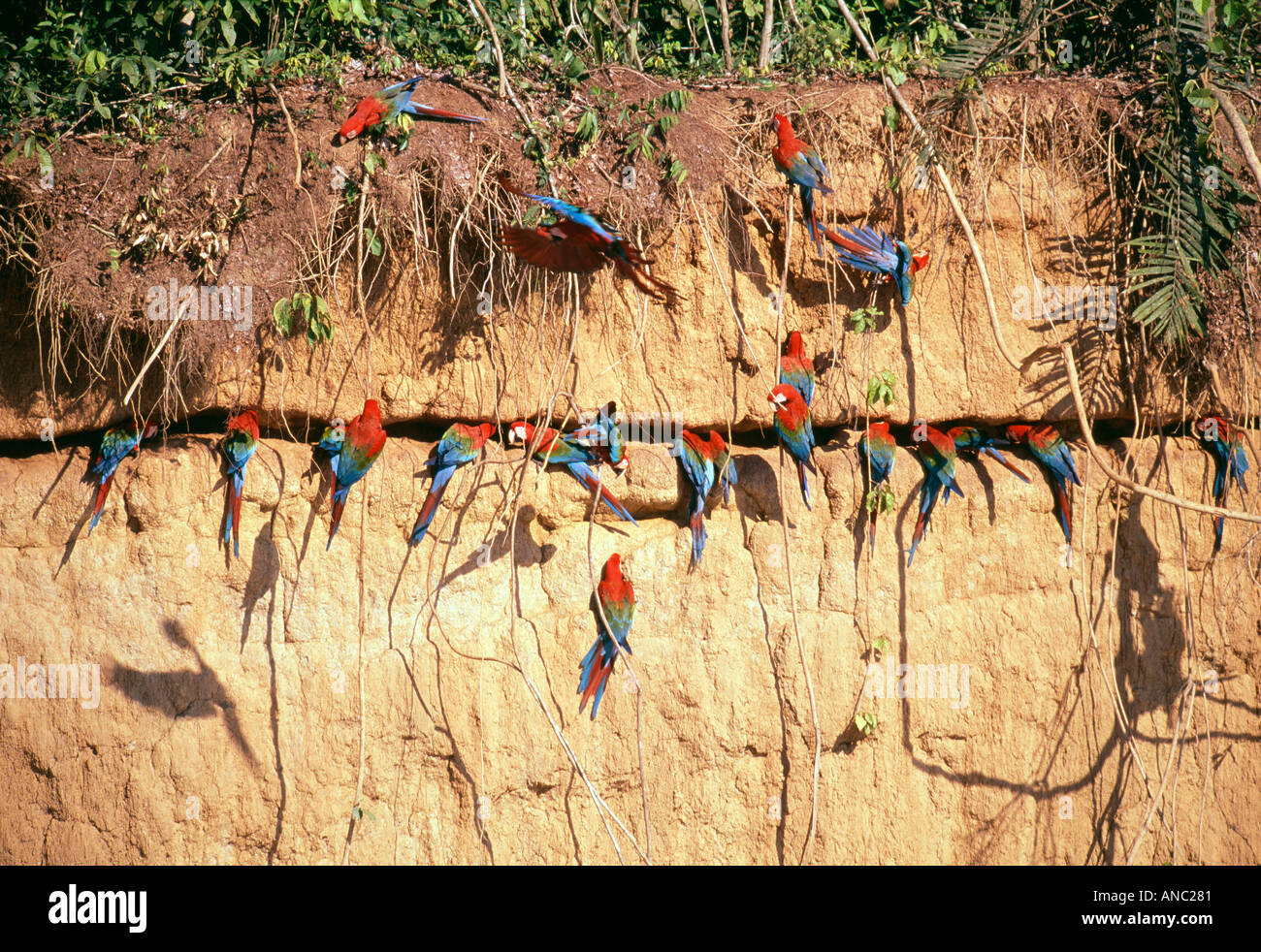 Red and Green Macaws at clay lick Manu Amazonia Peru Stock Photo