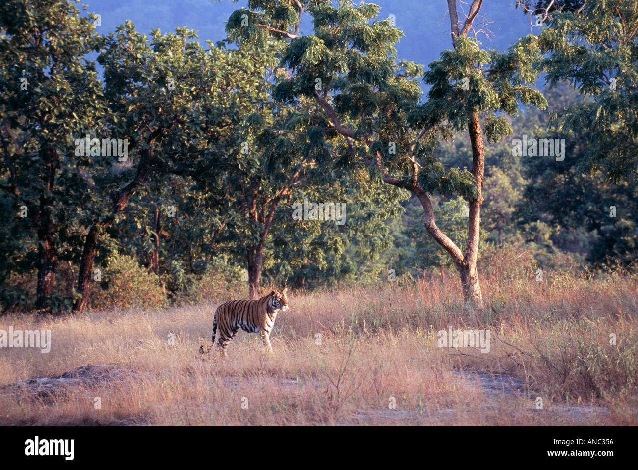 Bengal Tiger Panthera tigris adult male walking across meadow in Bandhavgarh NP India Stock Photo