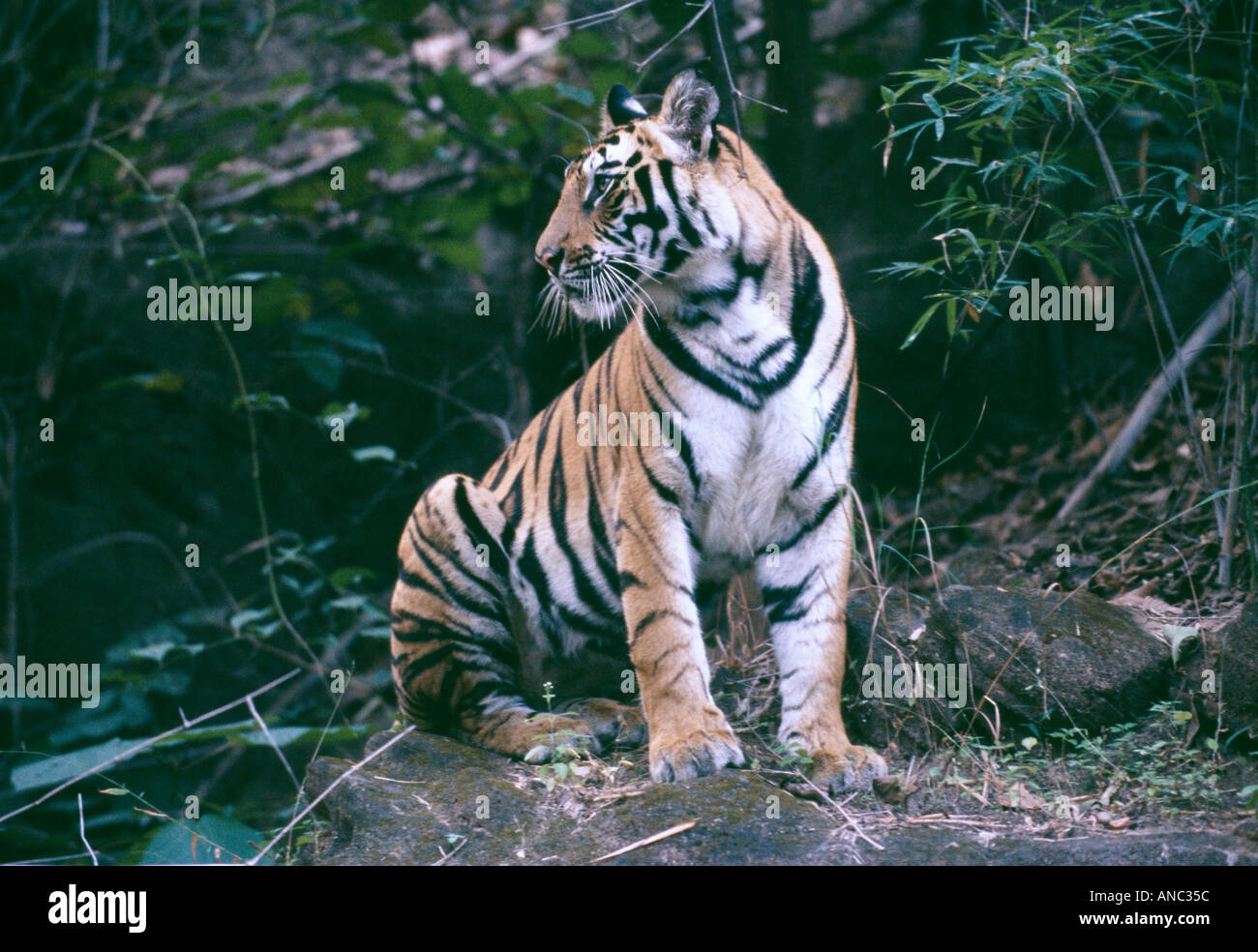 wild Bengal Tiger Panthera tigris one year old cub Bandhavgarh NP India Stock Photo