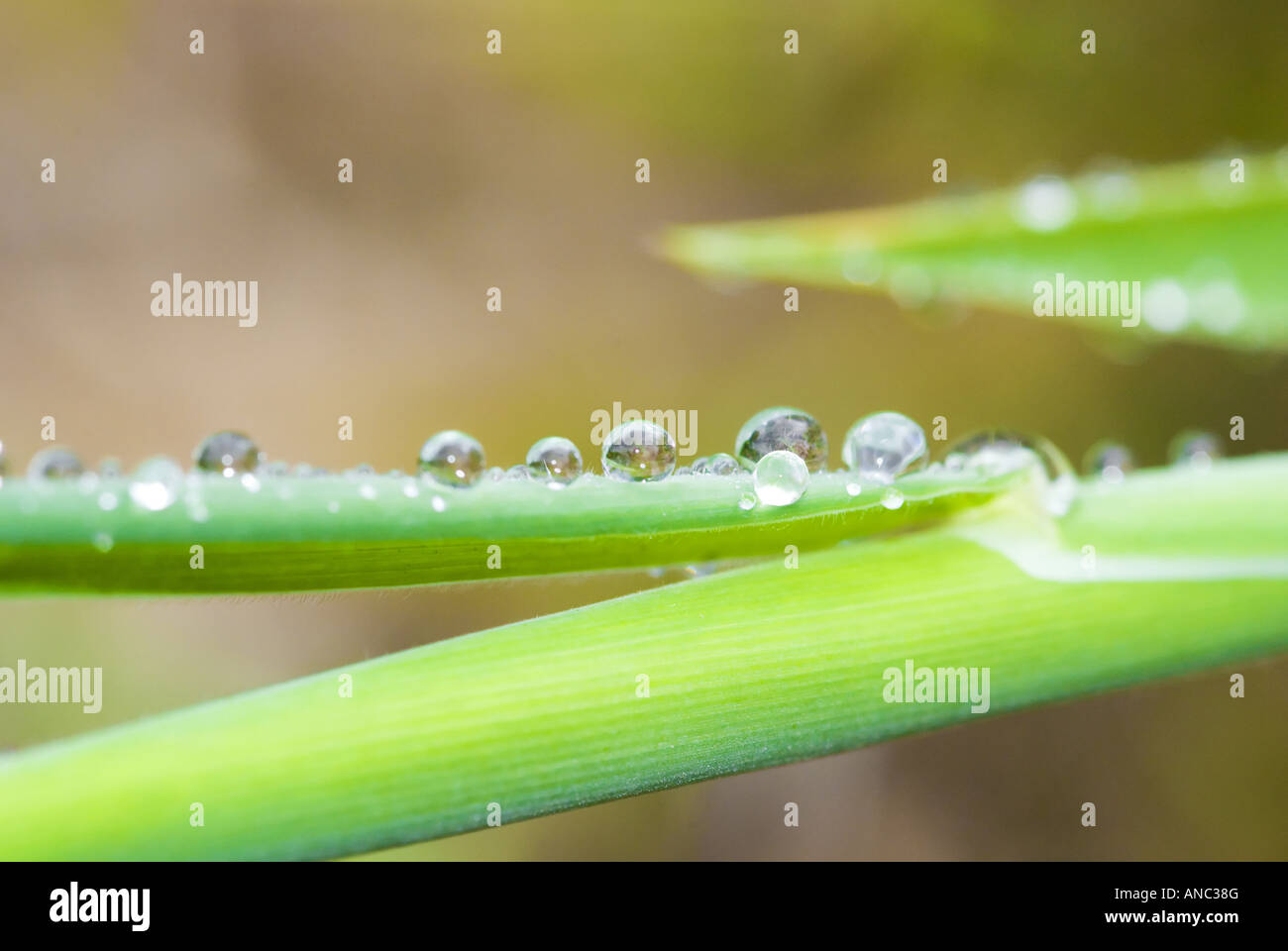 macro of a plant after raining raining drops Stock Photo - Alamy