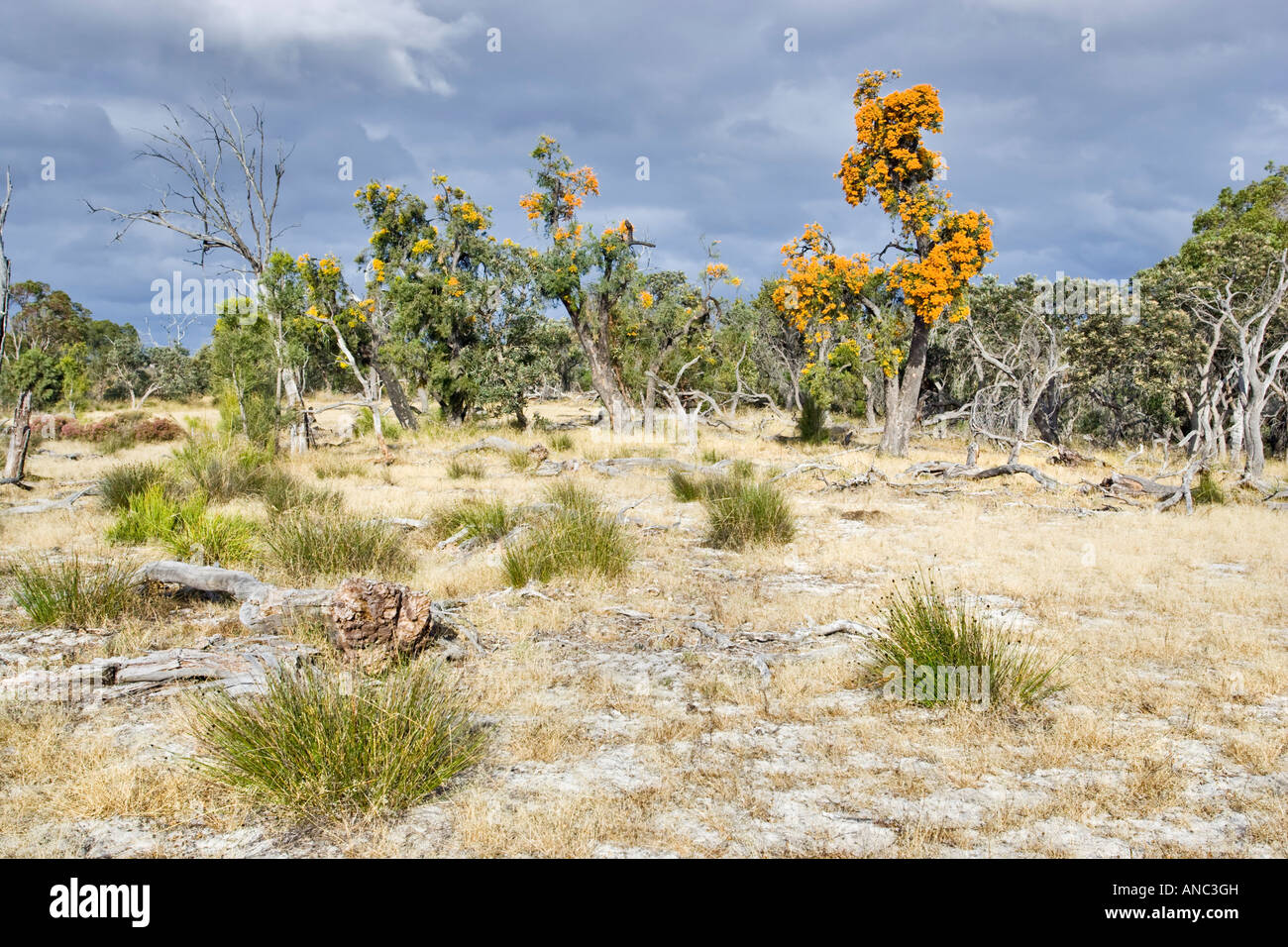 Western Australian Christmas Trees (Nuytsia floribunda) growing in Western Australian bushland north of Perth. Stock Photo