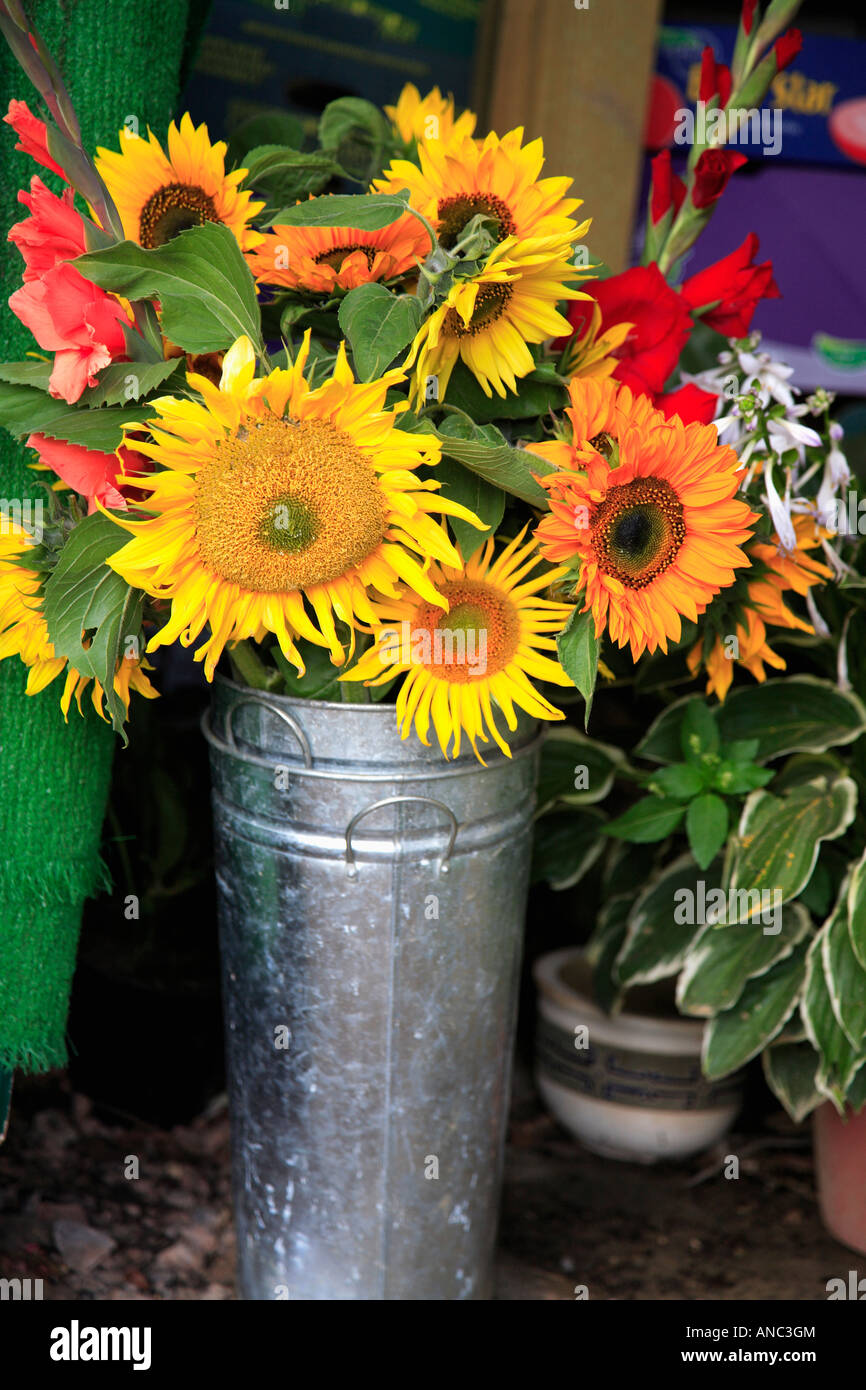 Sunflowers in pots hi-res stock photography and images - Alamy