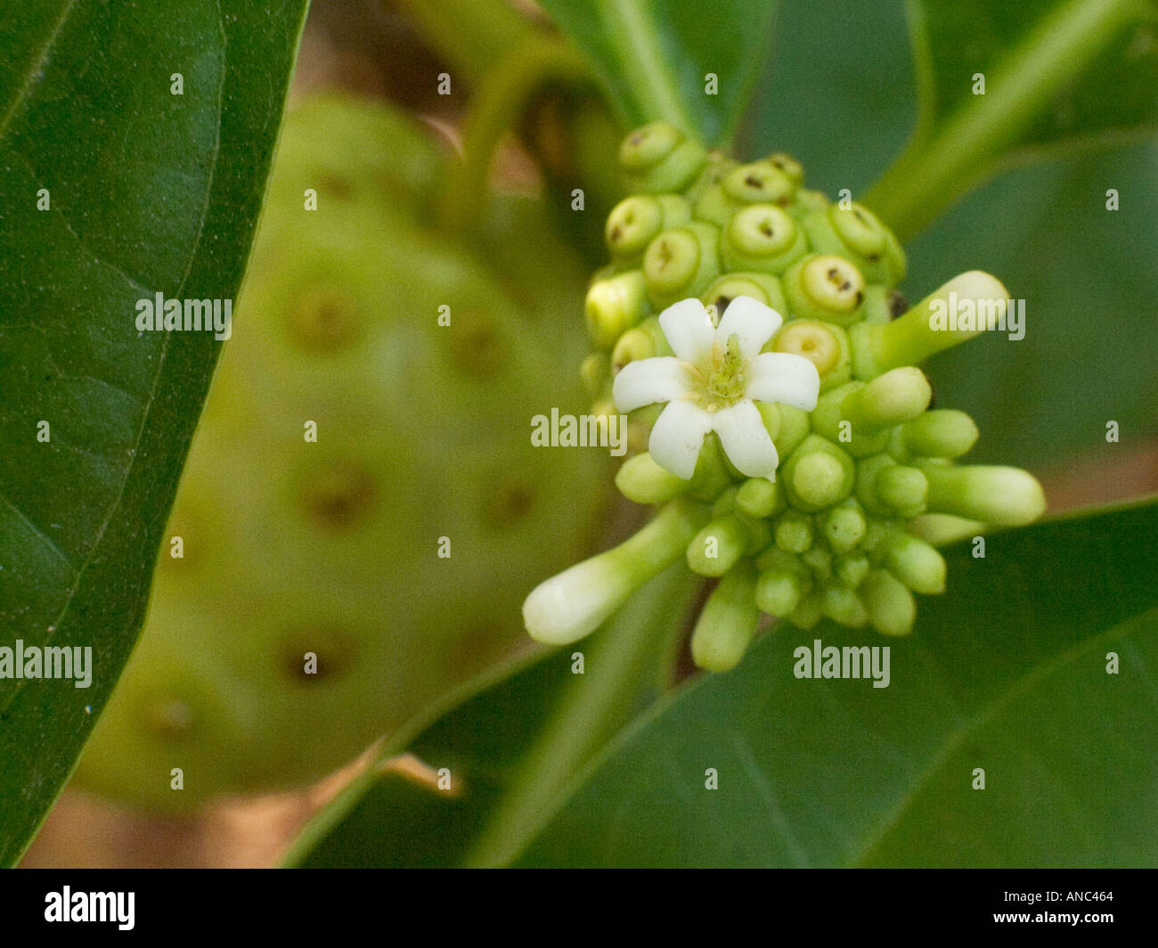 Noni medicinal plant with flowers, Panama Stock Photo Alamy