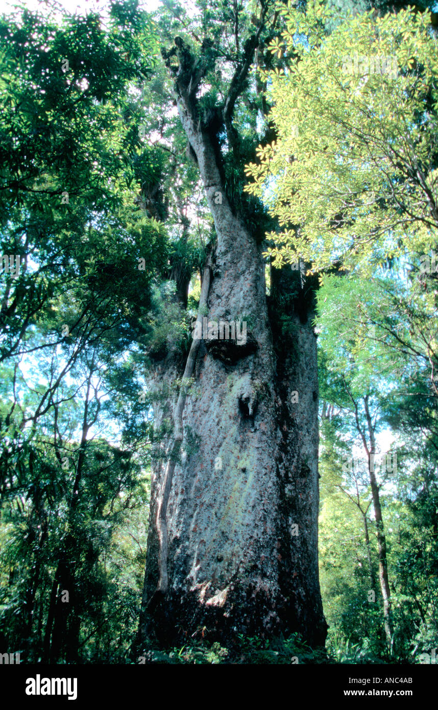 large Kauri Tree Trounson Kauri Park North Island  New Zealand Stock Photo