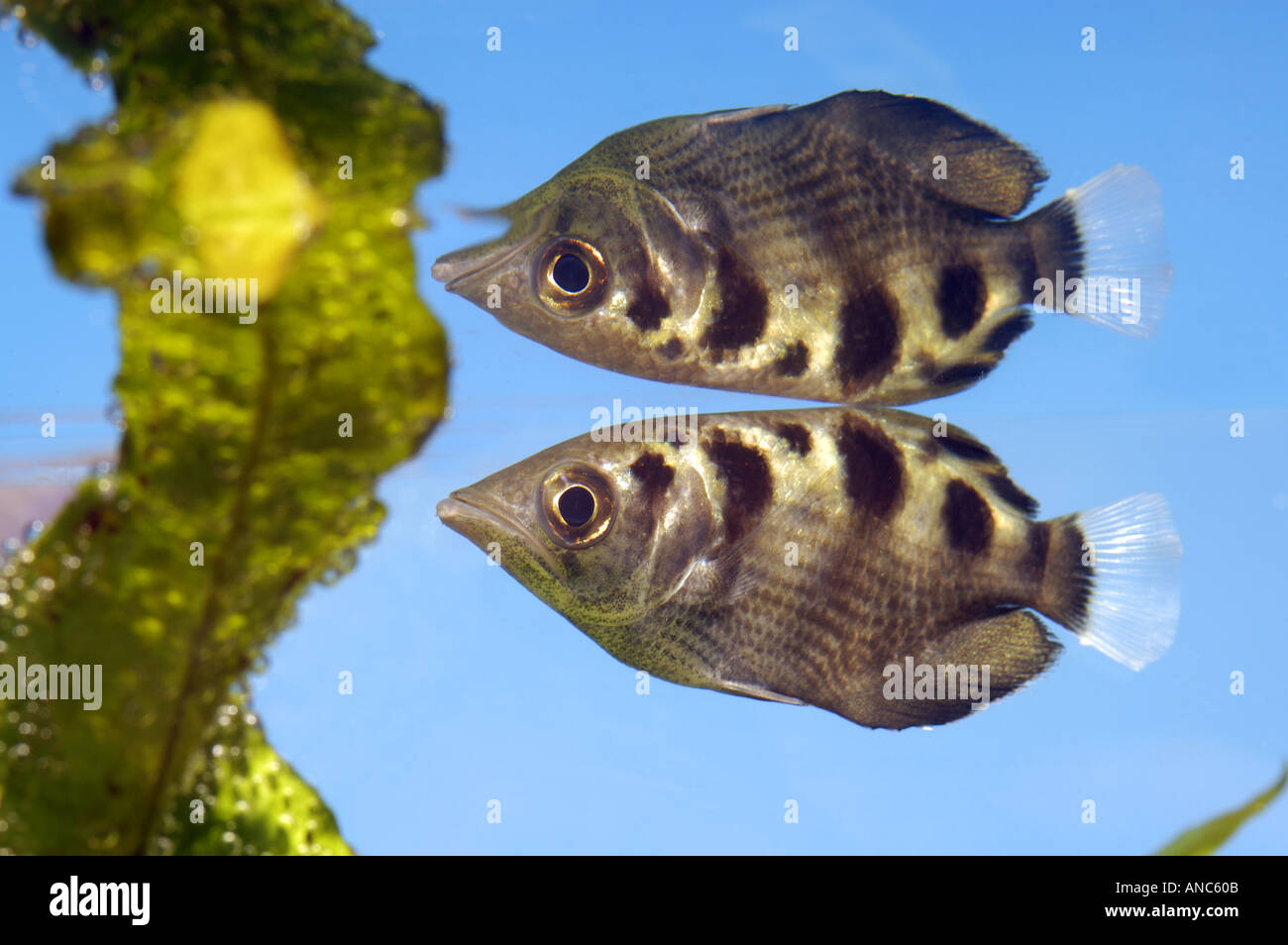 Banded Archerfish small freshwater fish that catches insects by squirting water at them and knocking them into the water Stock Photo
