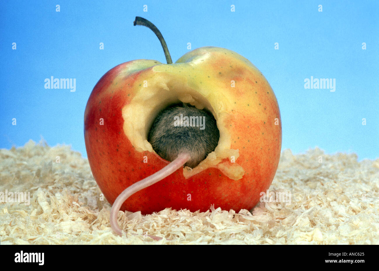 a mouse sitting in an apple hole BACKSIDE humour Stock Photo