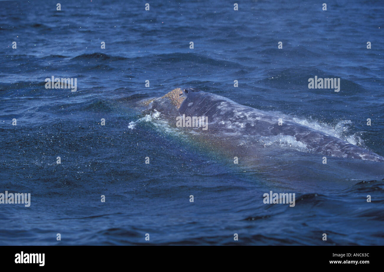 Grey Whale Barnacle coveres Baja California Mexico Stock Photo