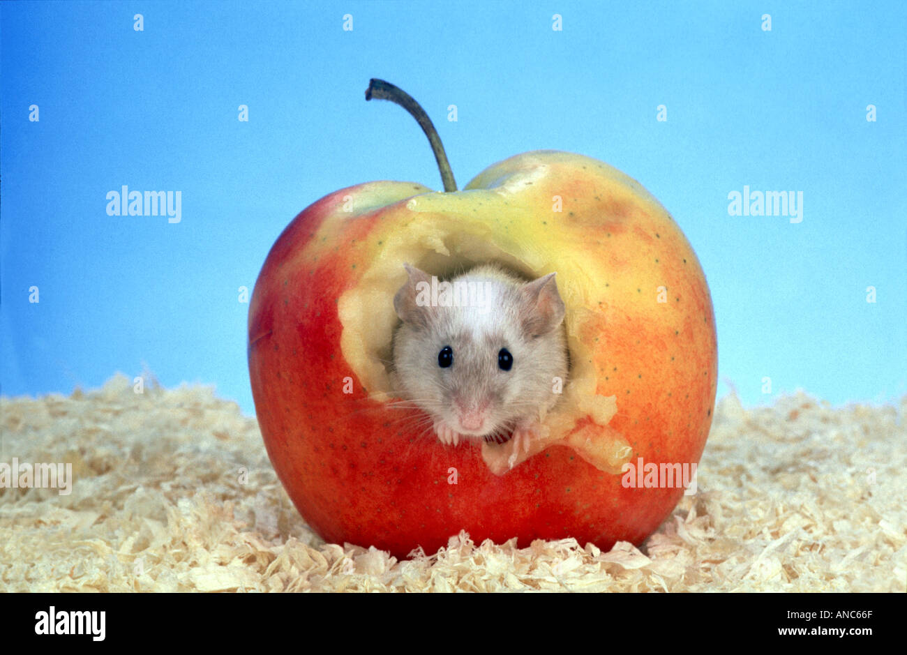 a mouse sitting in an apple hole FRONT SIDE humour joke fun funny animal Stock Photo