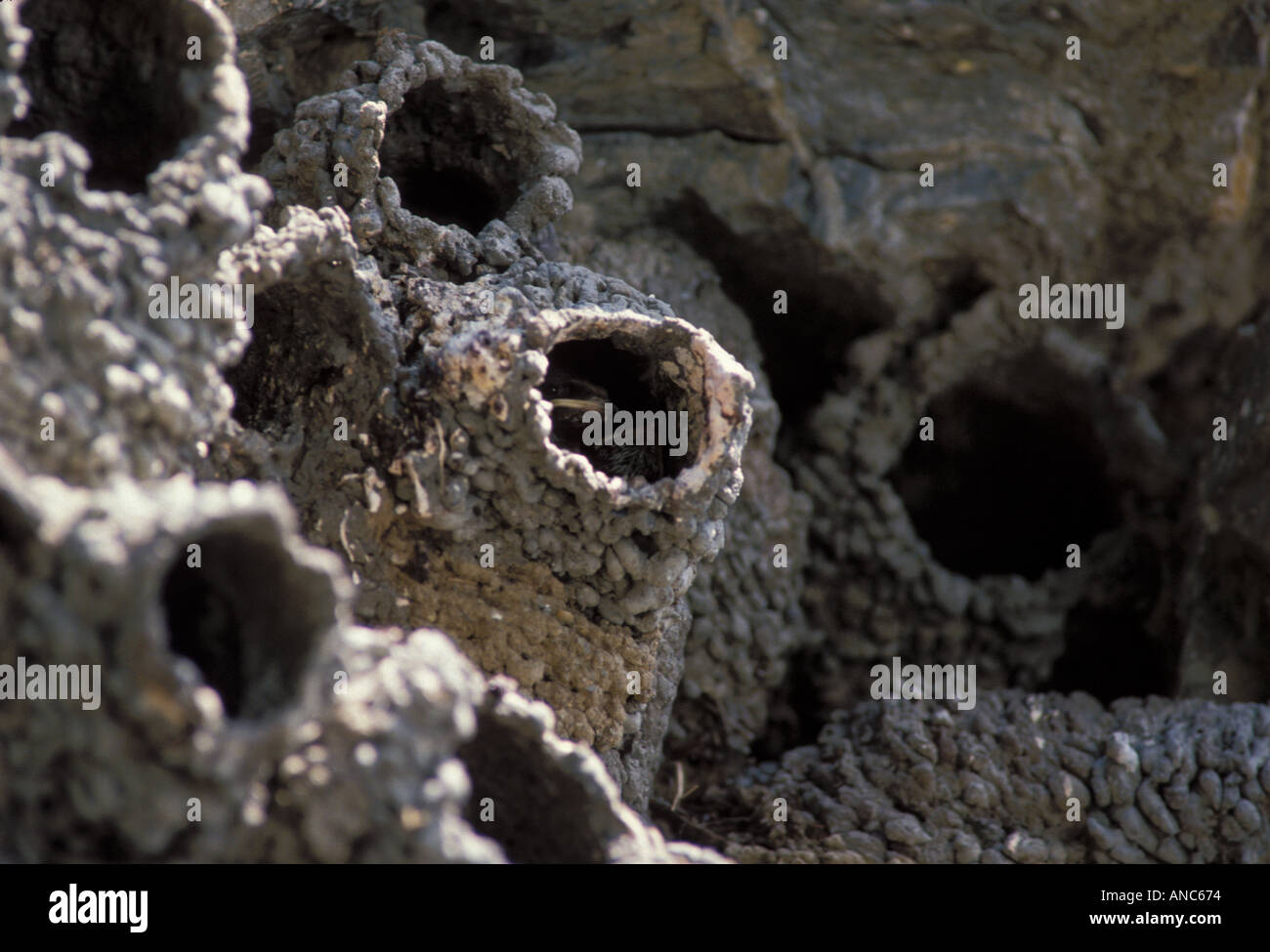 Cliff swallows nest colony nest built from clay on Kobuk River N Alaska Stock Photo