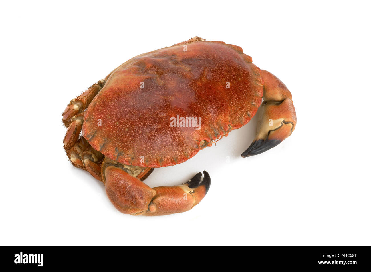 Whole Cooked Crab Stock Photo