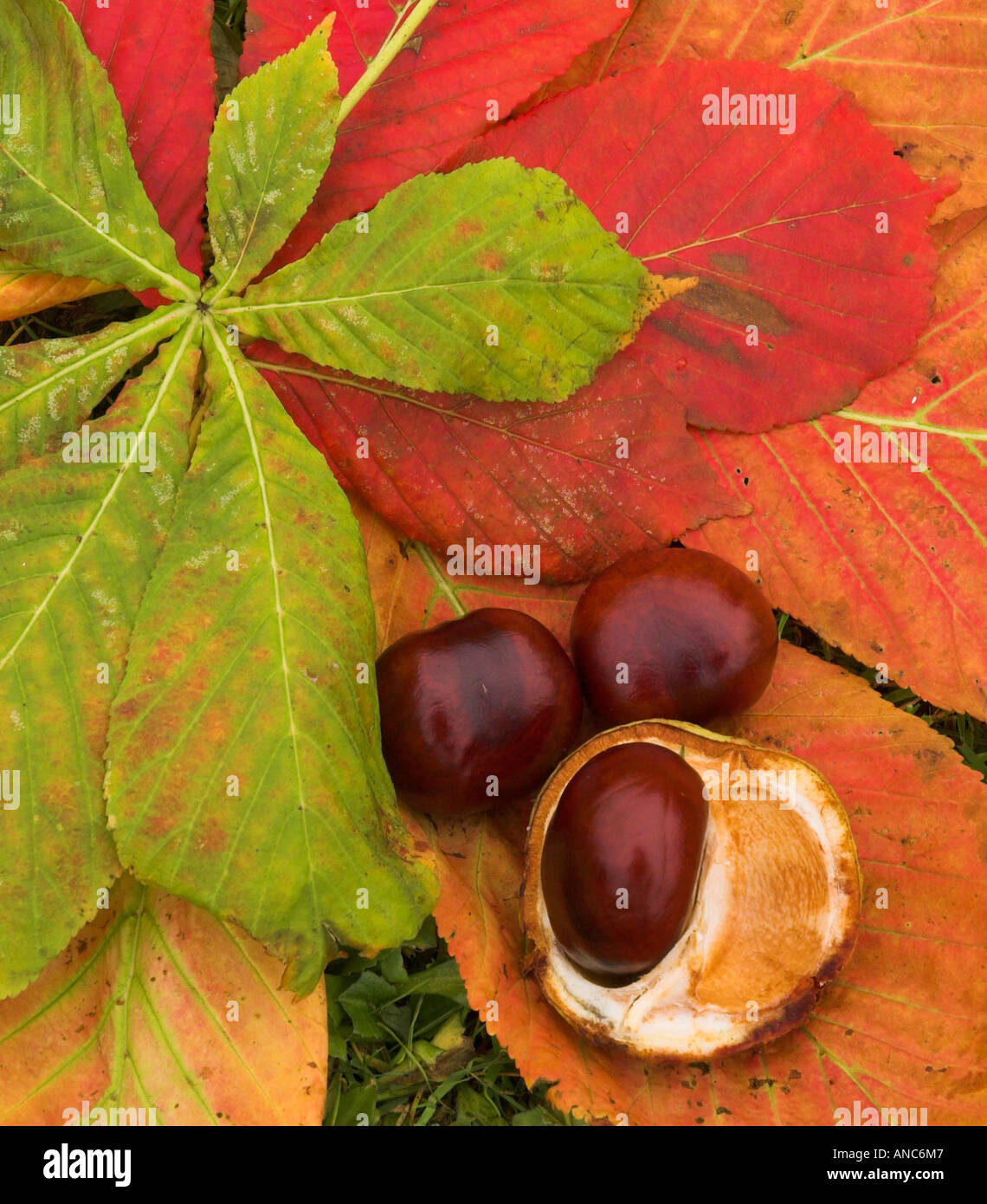 An arrangement of horse chestnut leaves and conkers Stock Photo Alamy
