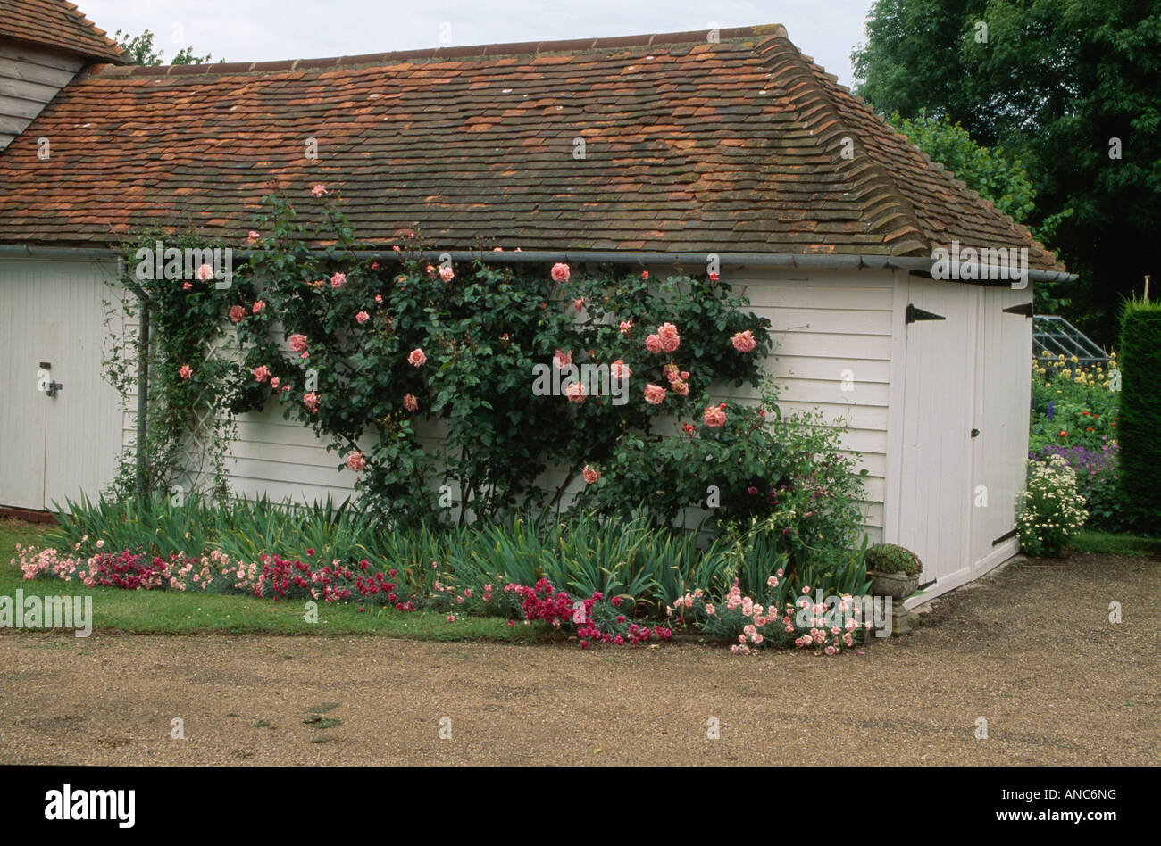 Pink Roses On White Wooden Garage Converted From Old Barn Stock
